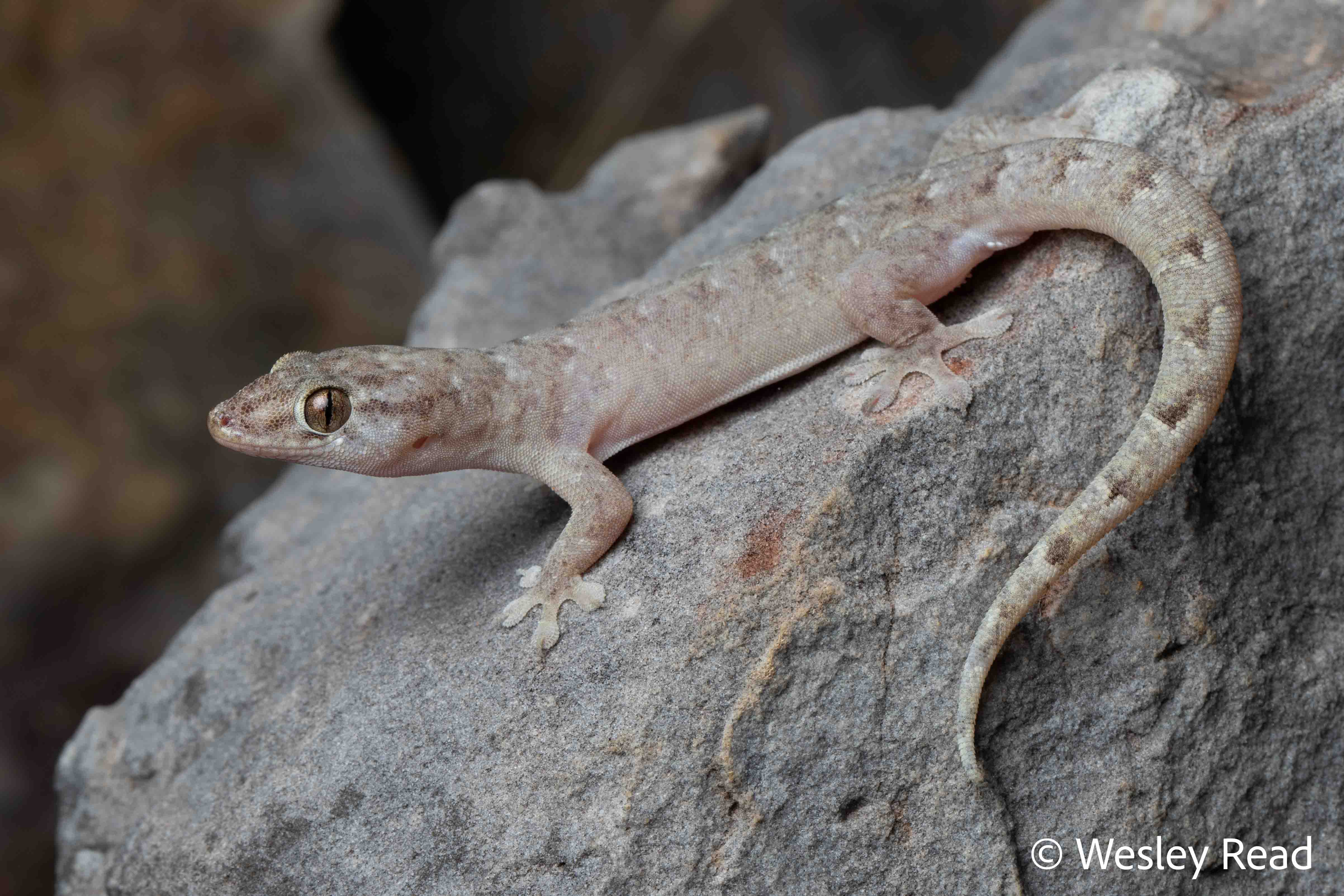 Gehyra arnhemica