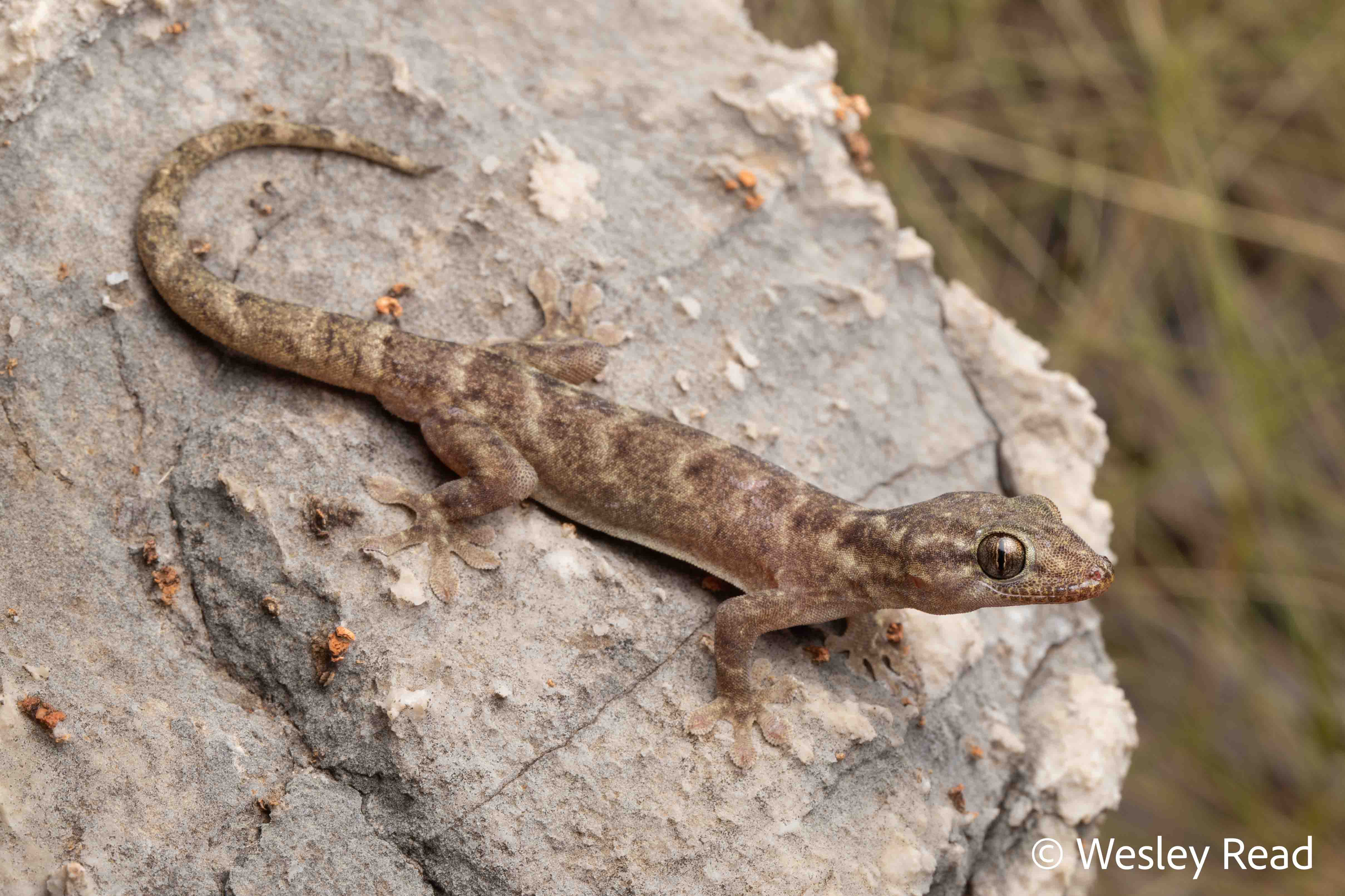 Gehyra calcitectus
