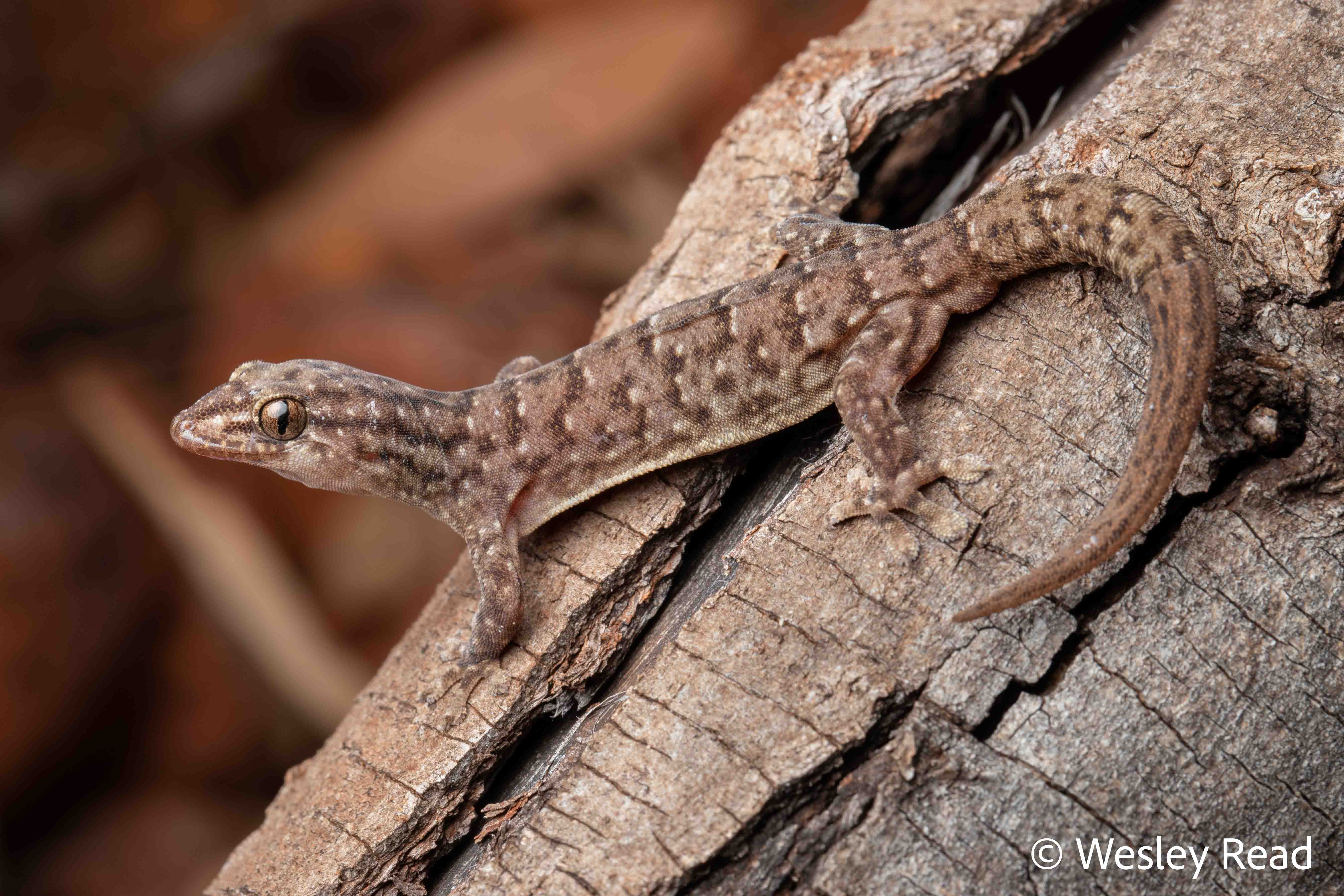 Gehyra crypta