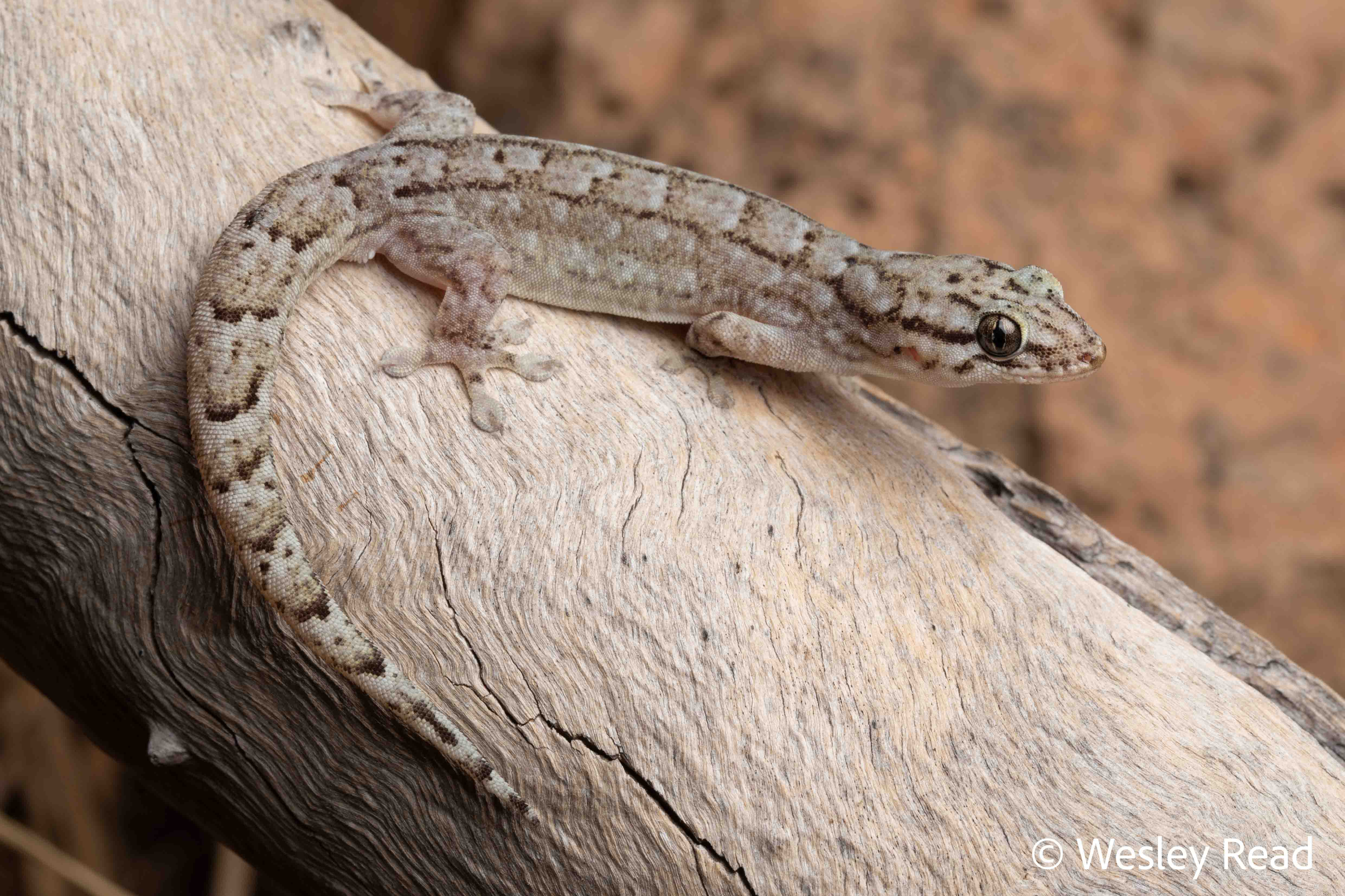 Gehyra dubia