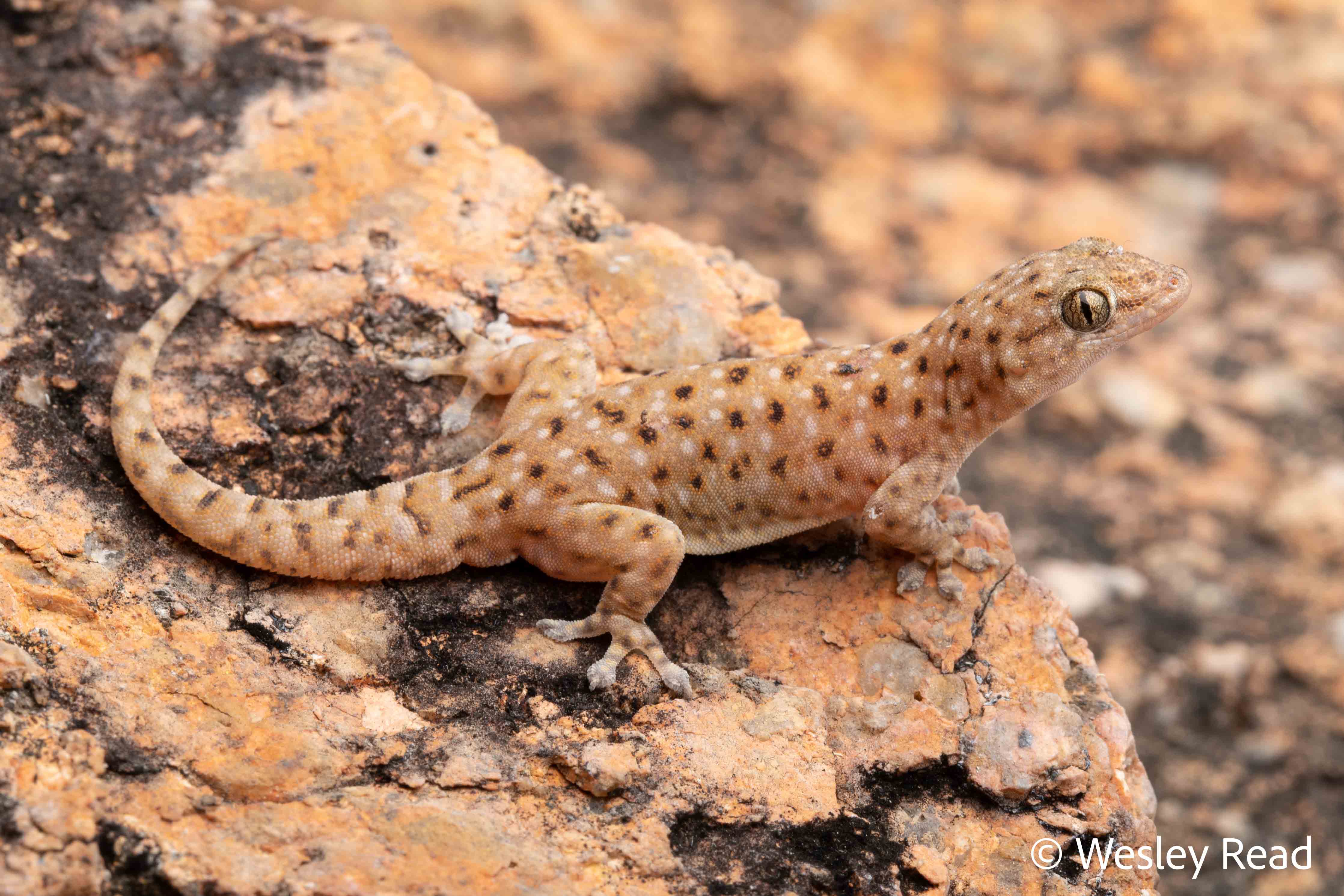 Gehyra einasleighensis