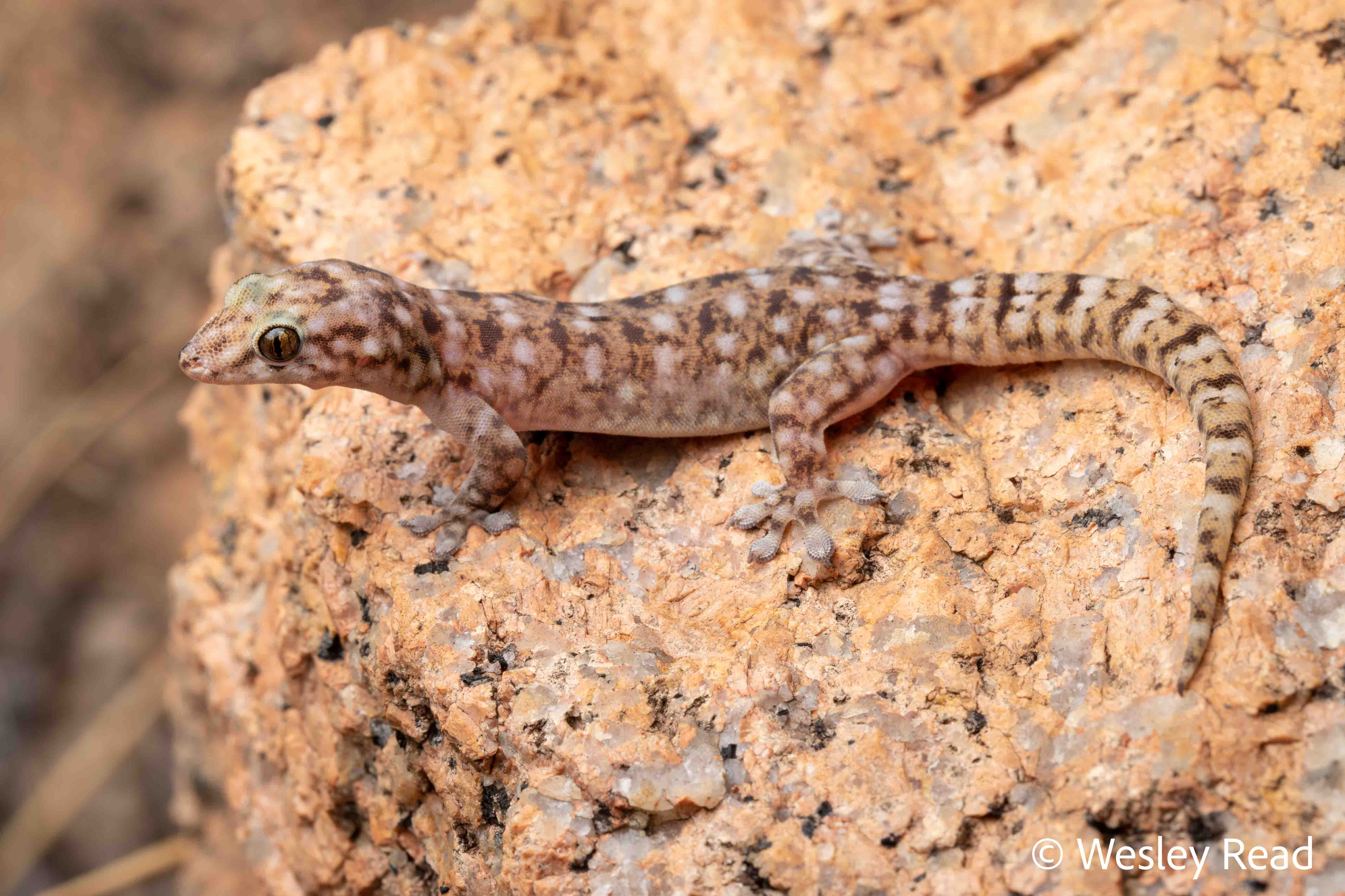 Gehyra electrum