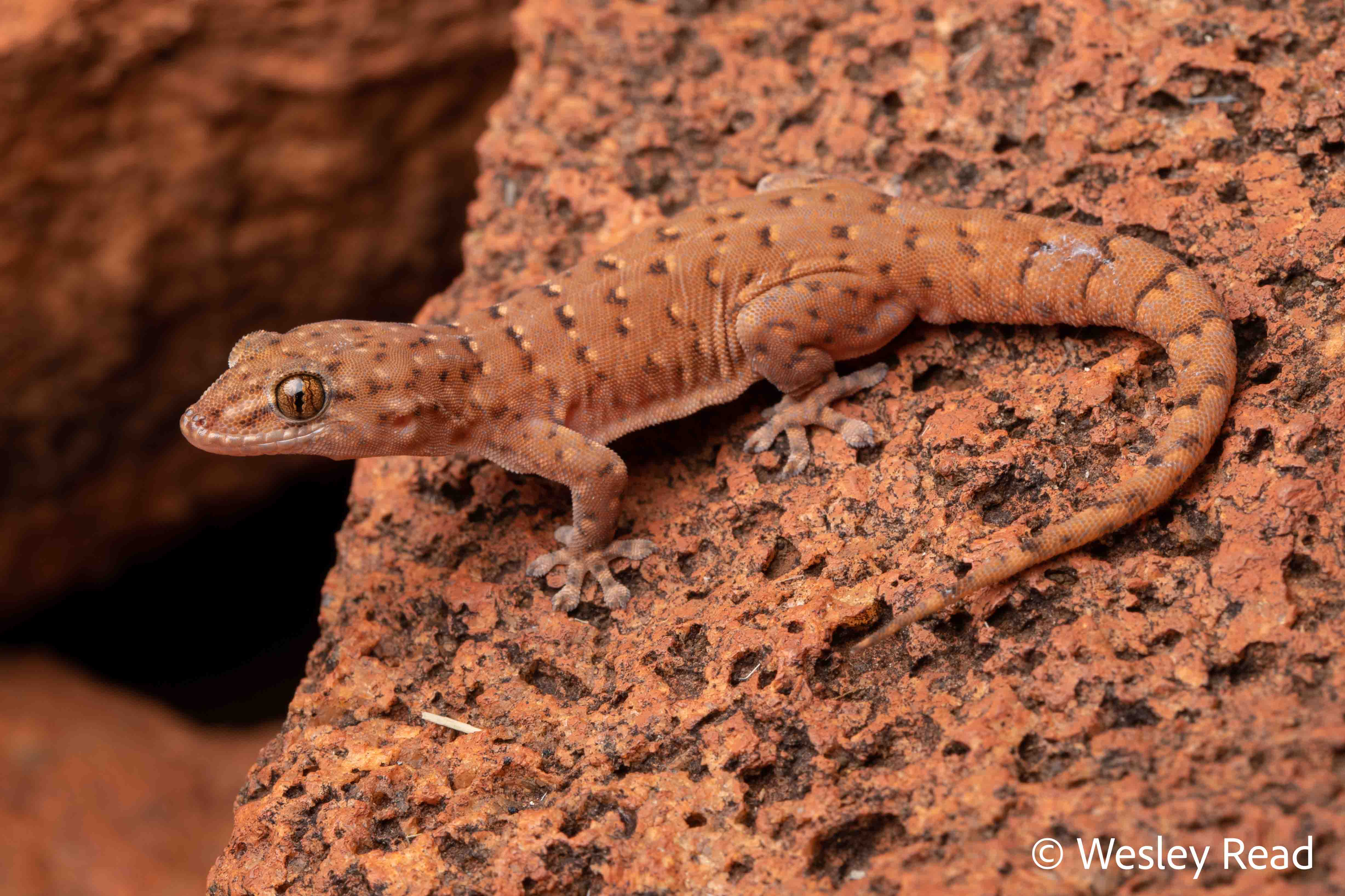 Gehyra fenestrula