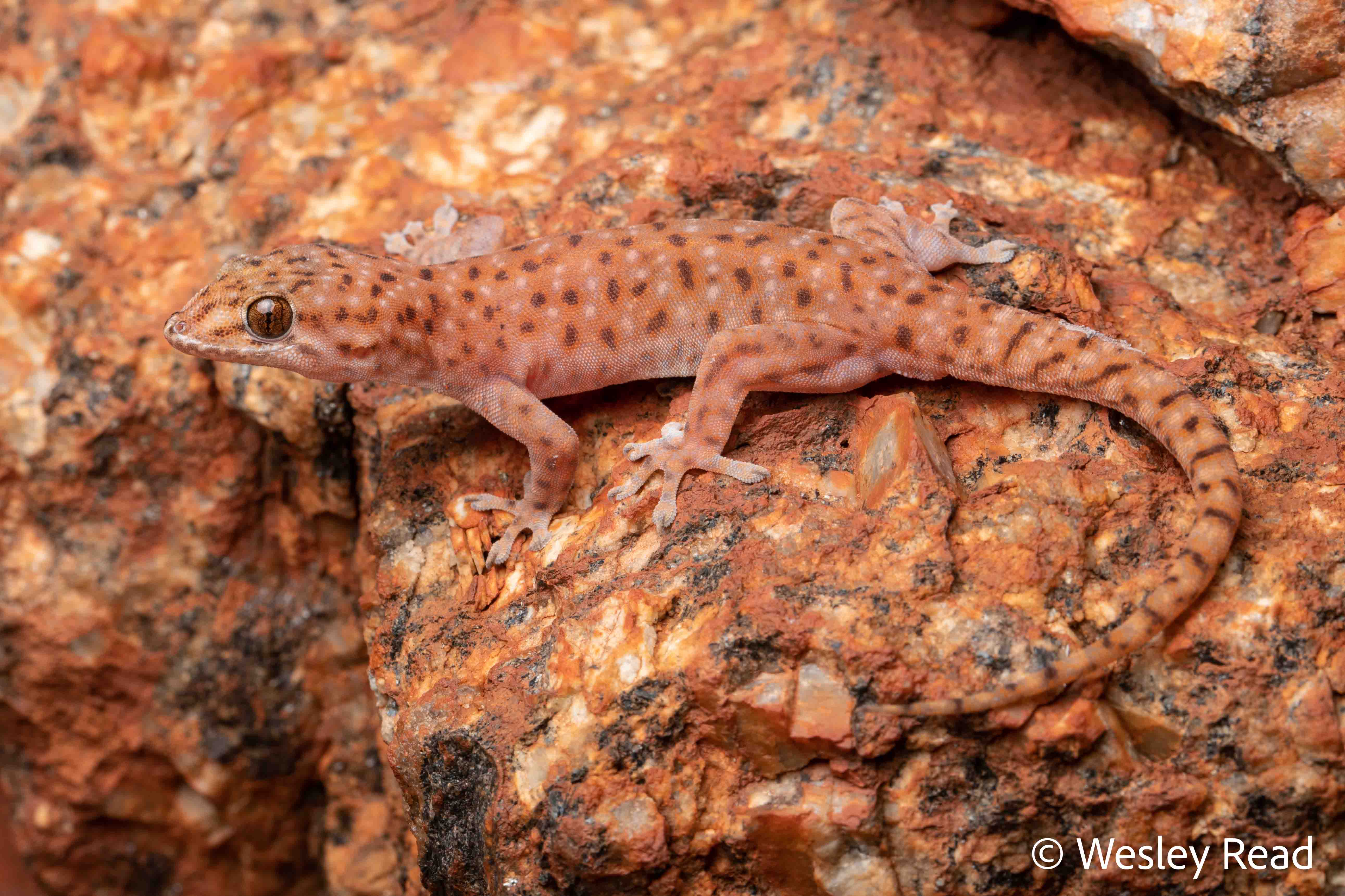 Gehyra finipunctata