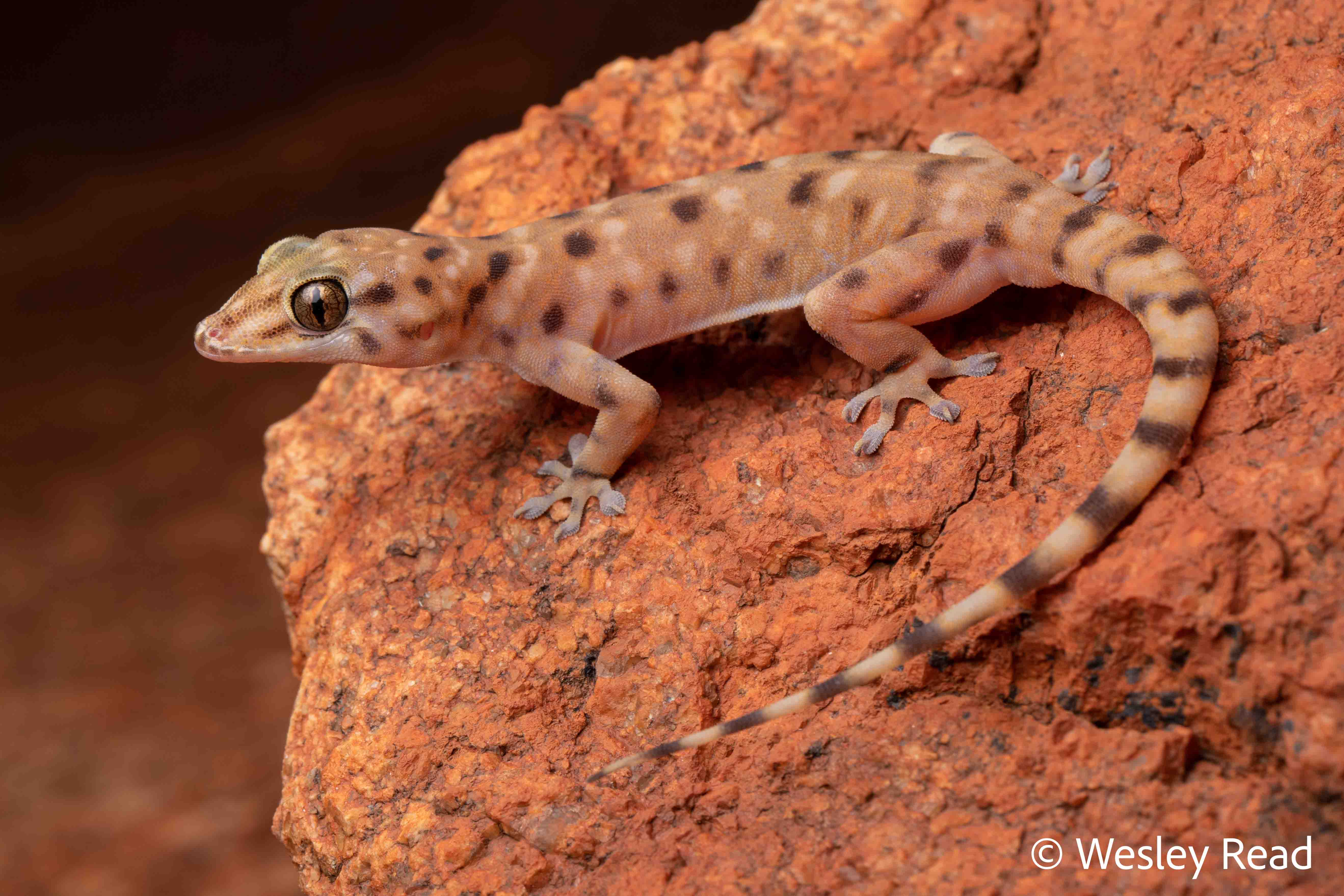 Gehyra macra
