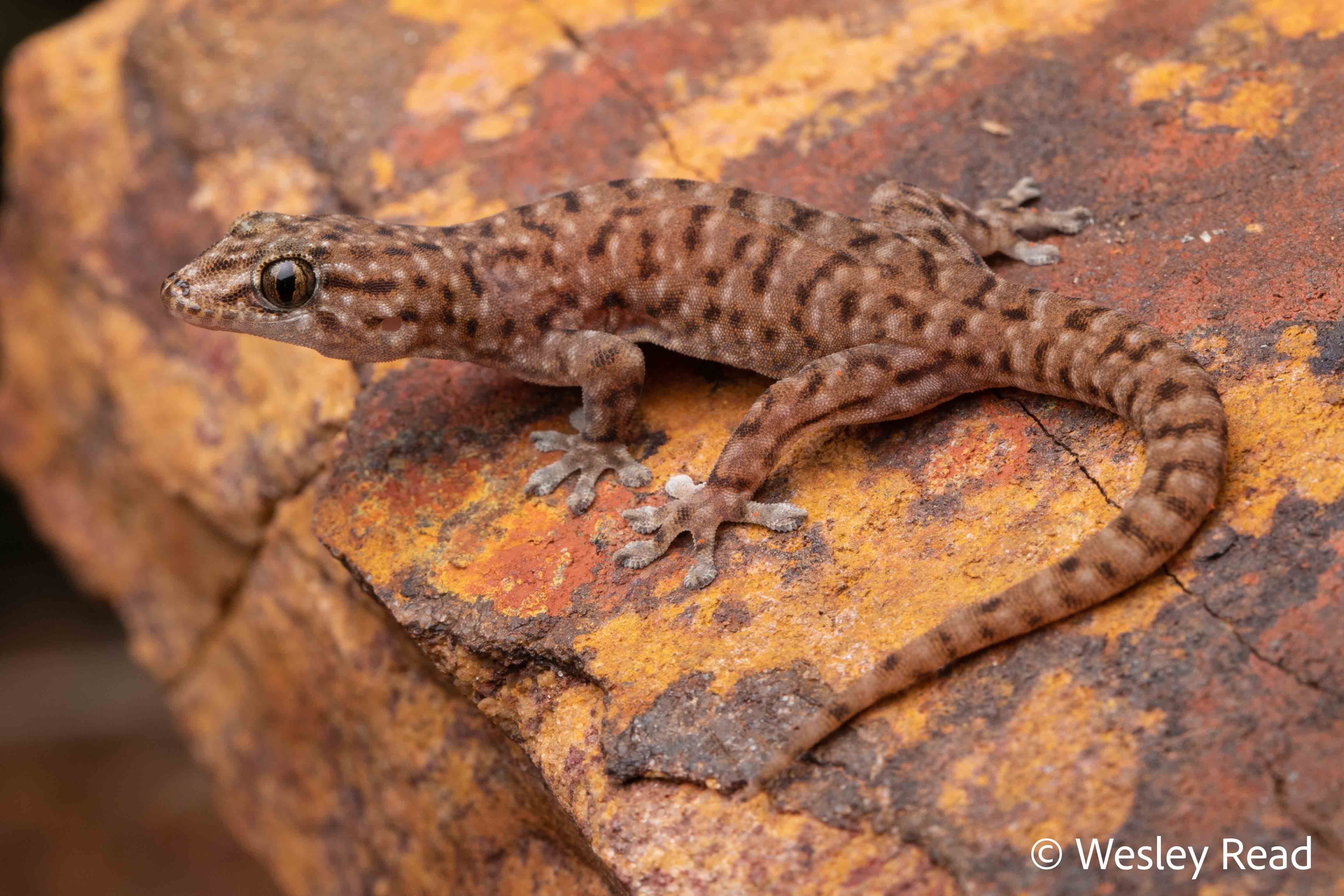 Gehyra minuta