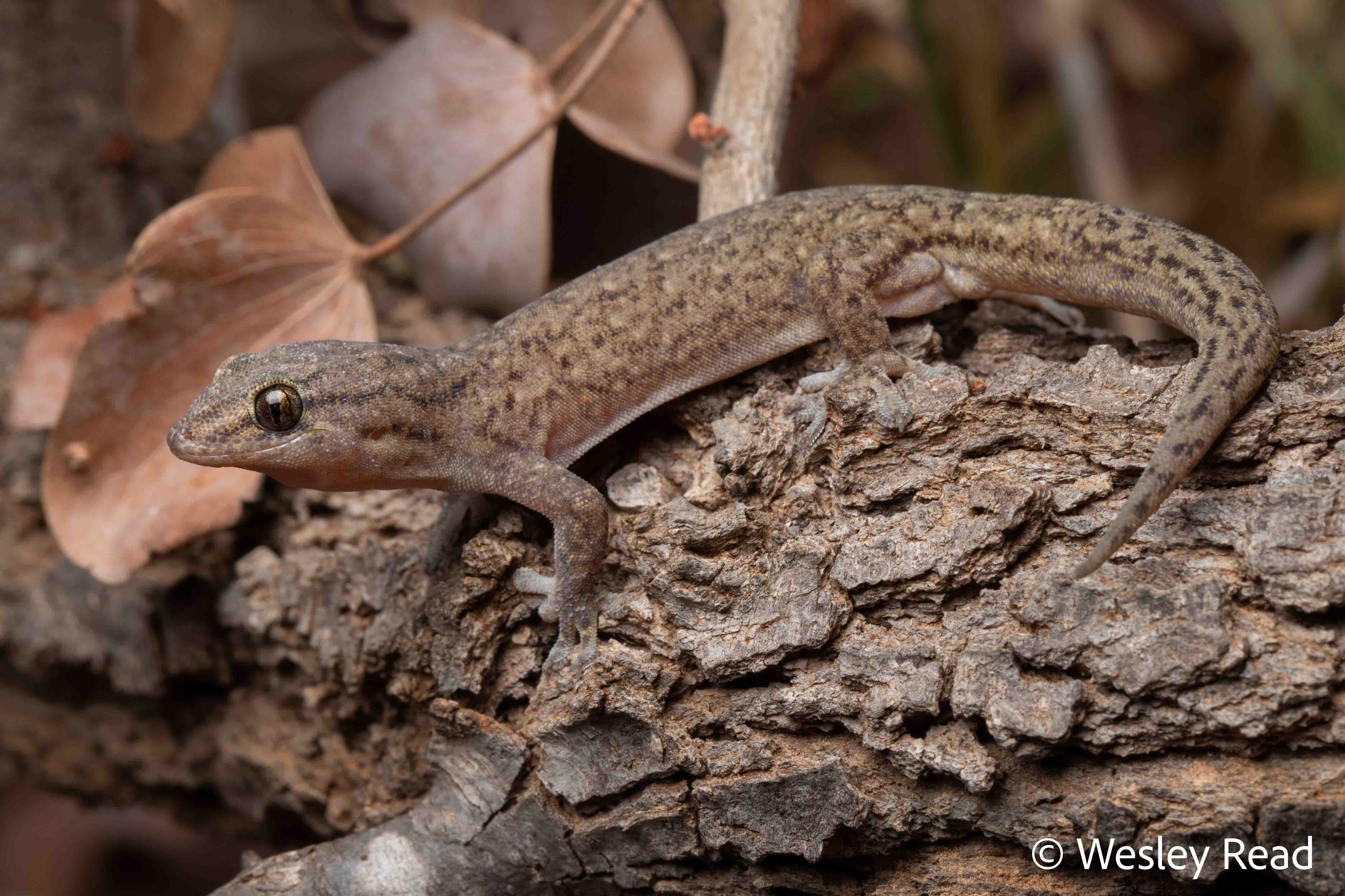 Gehyra montium