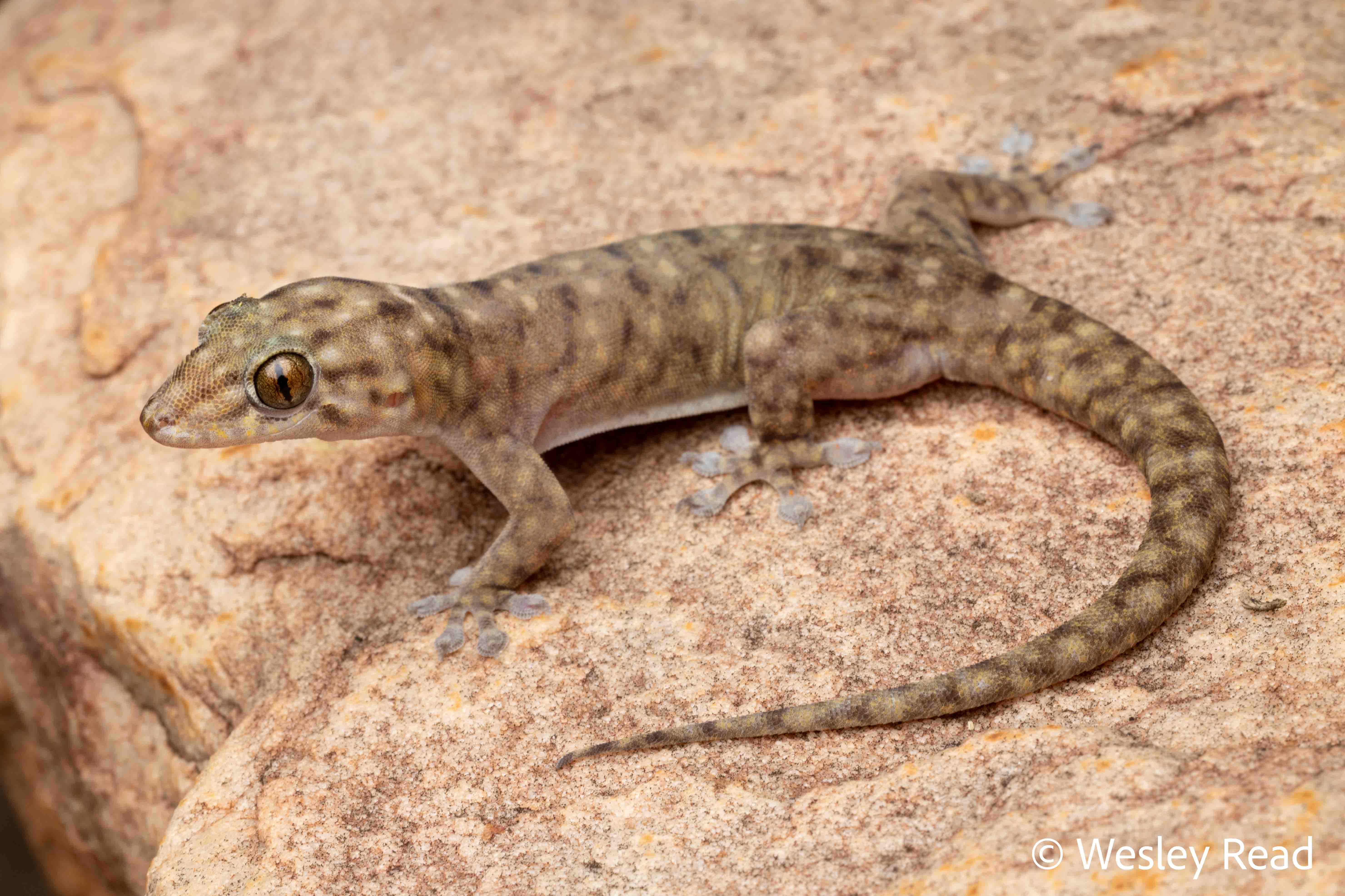 Gehyra occidentalis