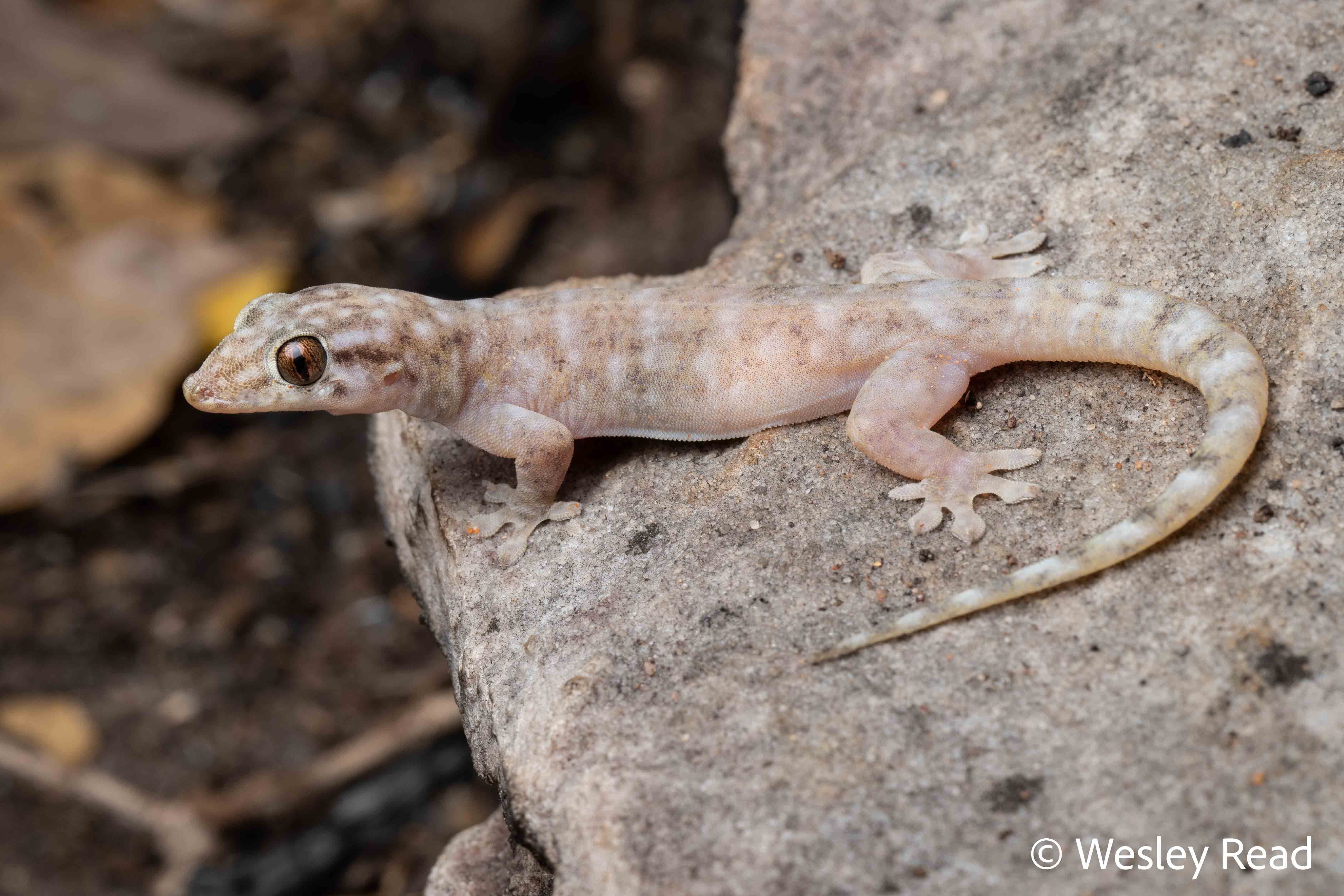 Gehyra pamela