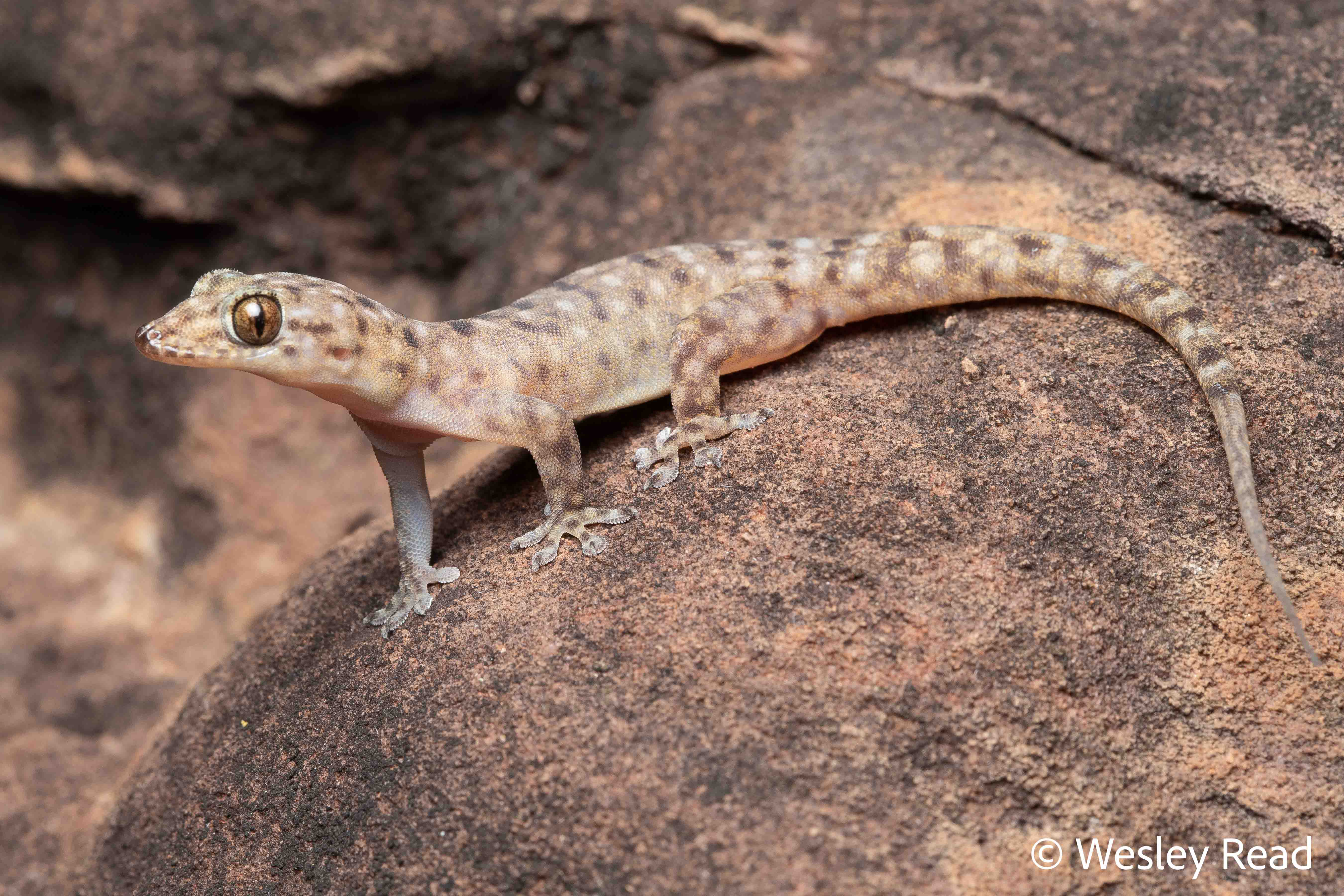 Gehyra paranana