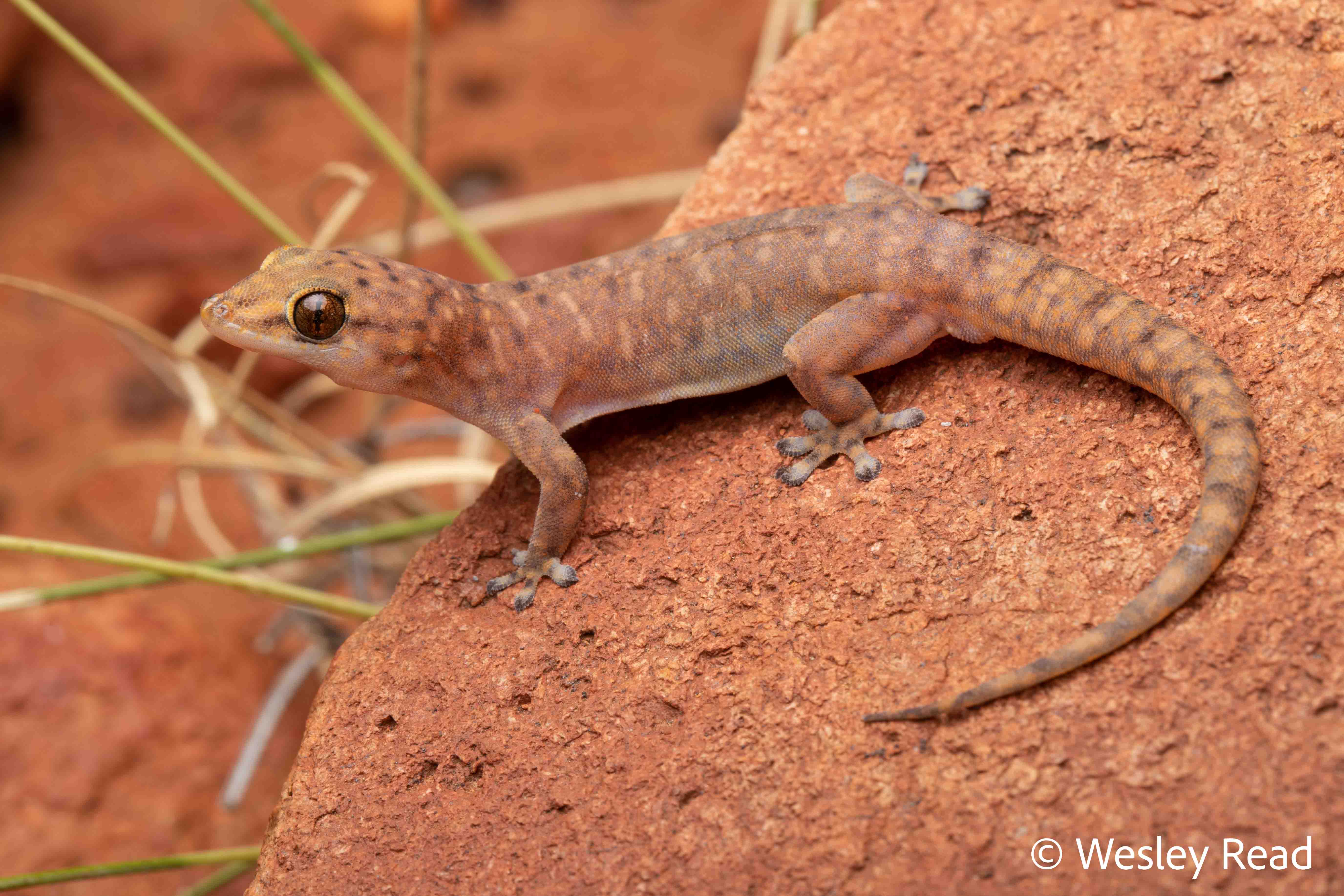Gehyra peninsularis