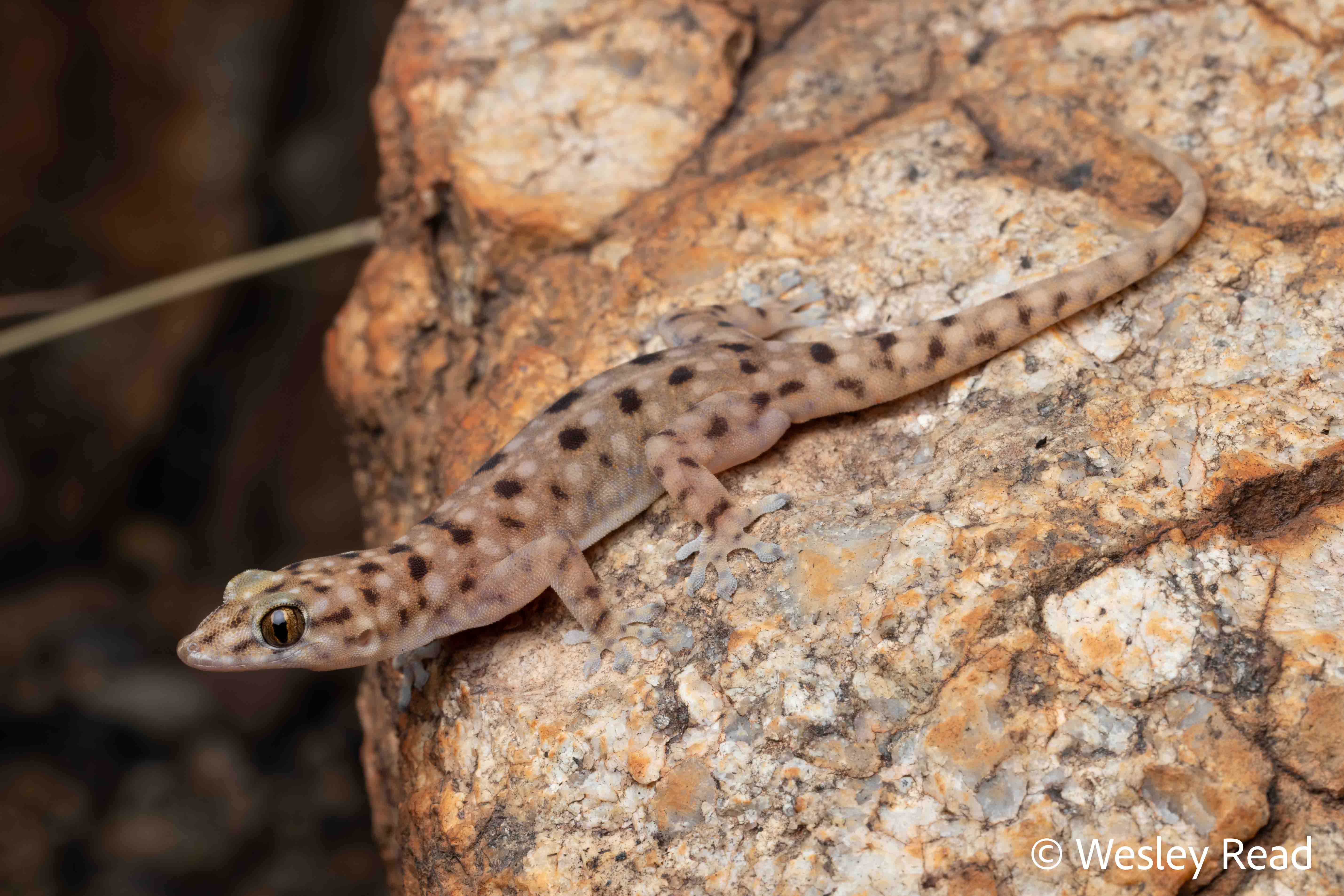 Gehyra pseudopunctata