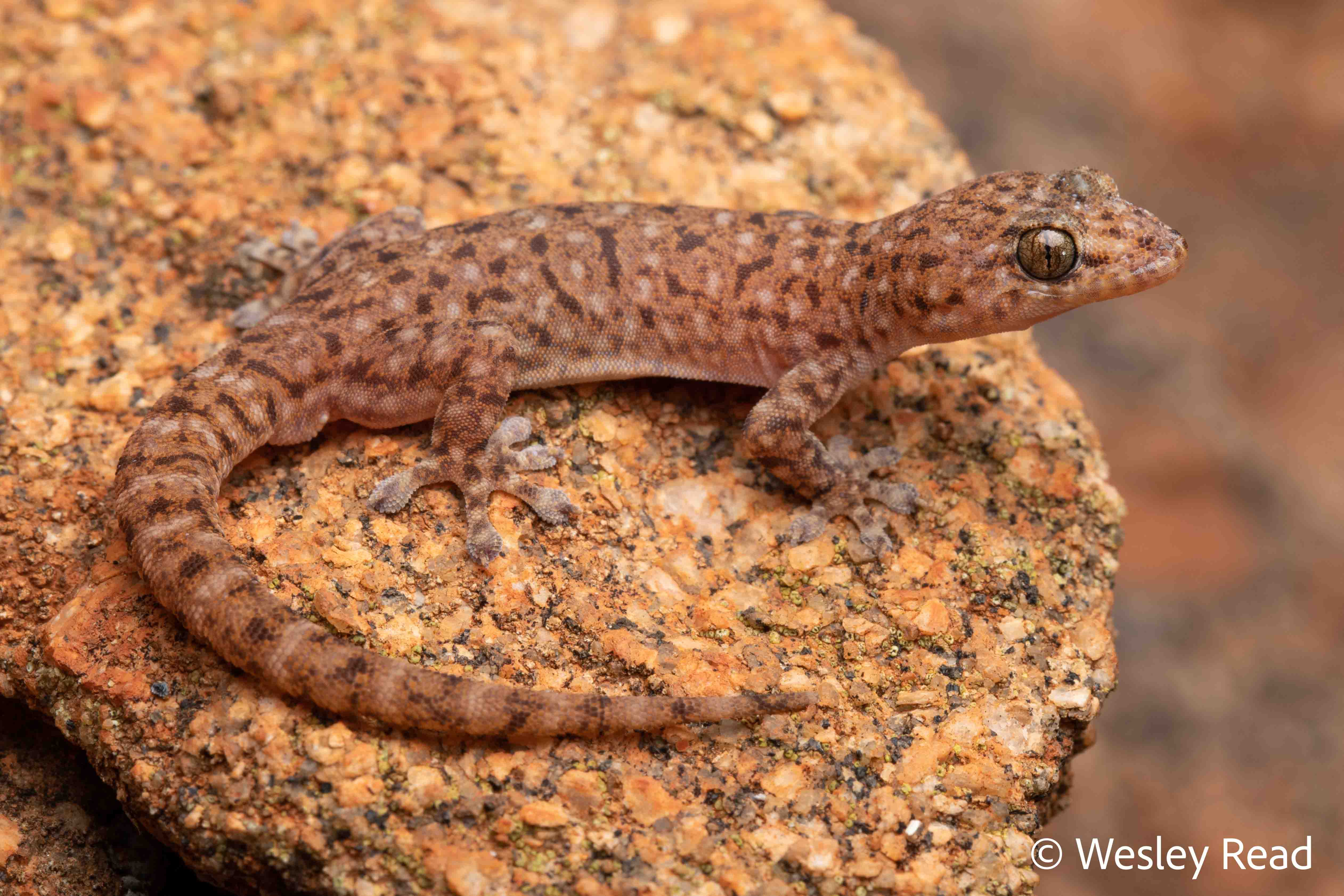 Gehyra pulingka
