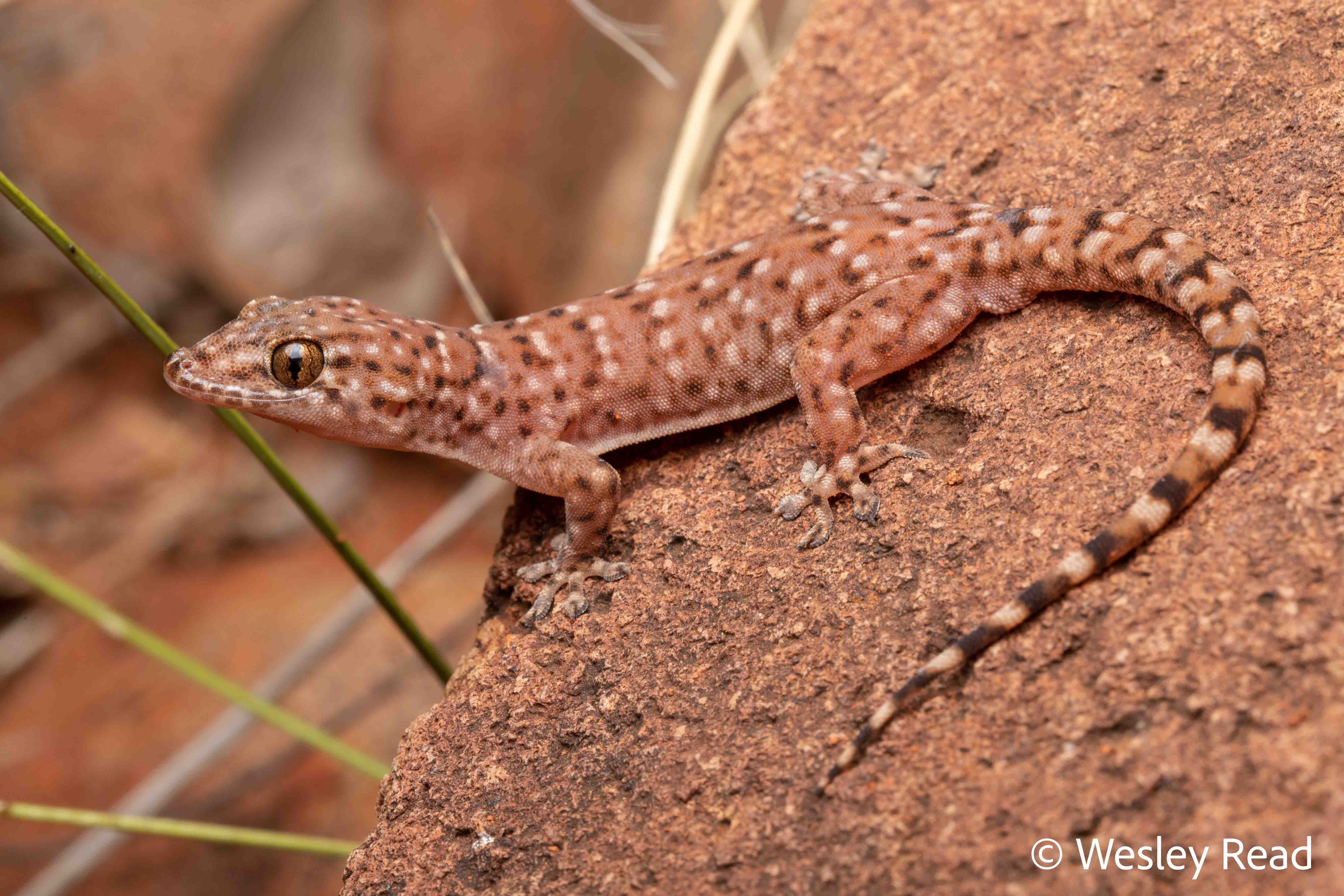 Gehyra punctata