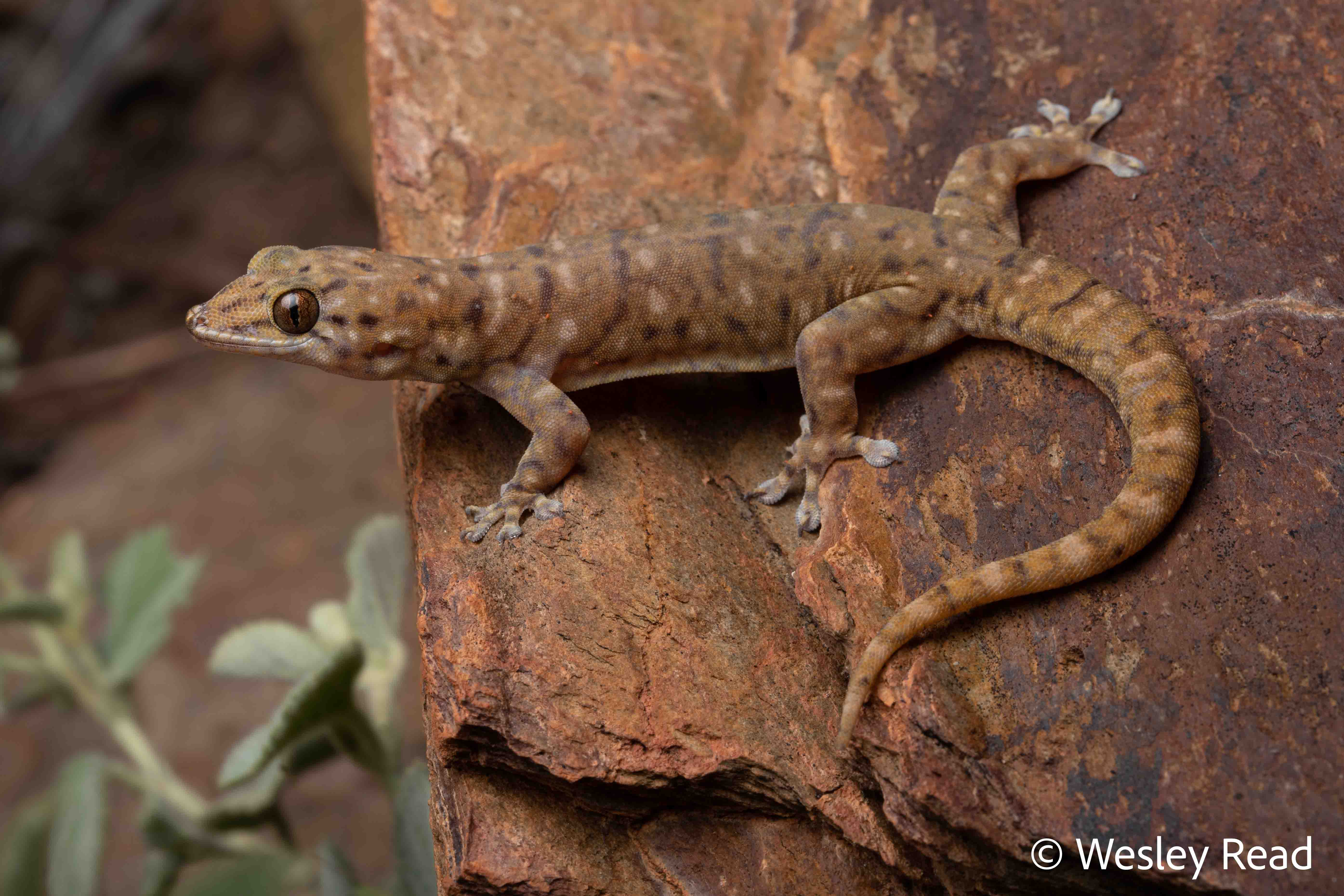 Gehyra robusta