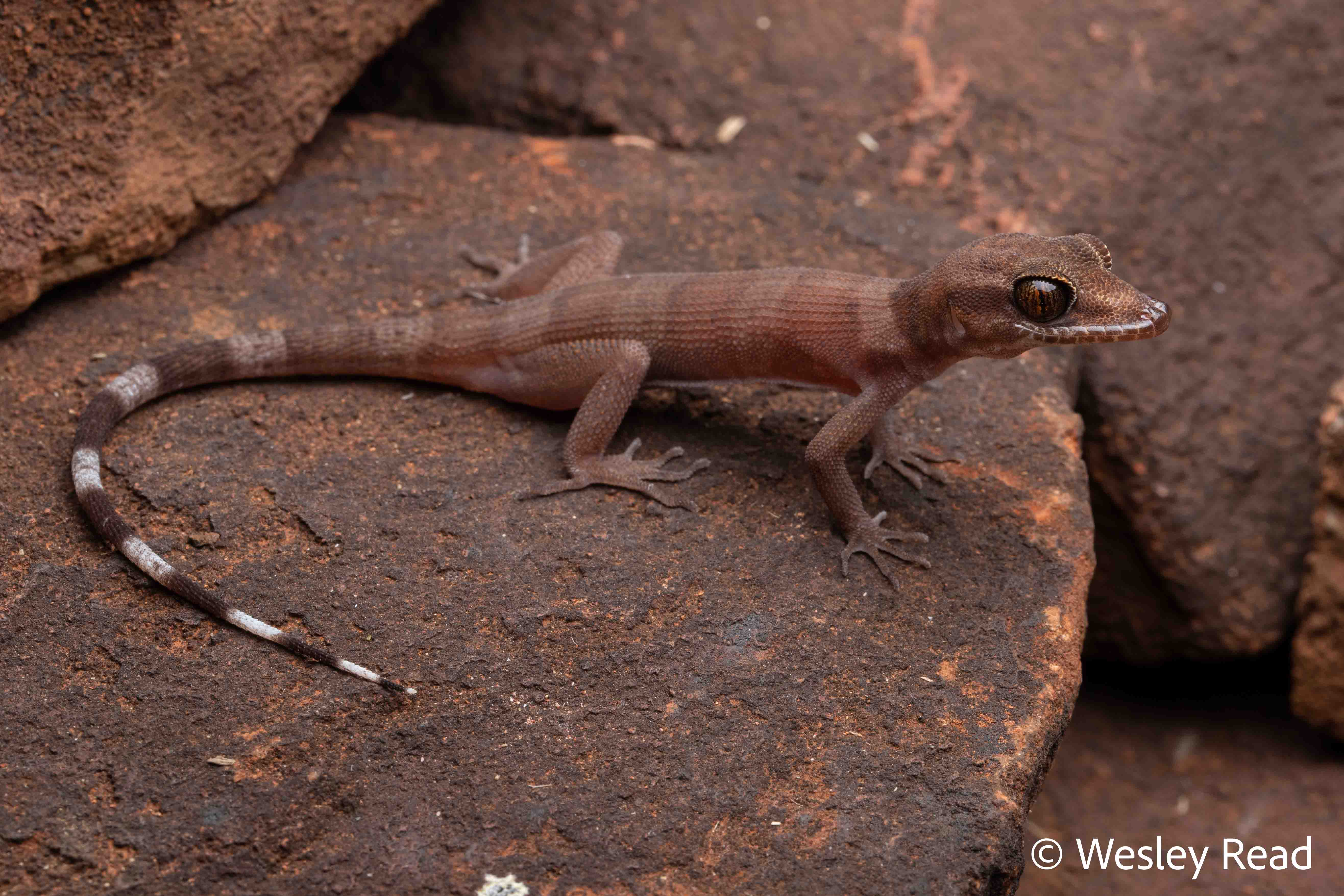 Heteronotia atra