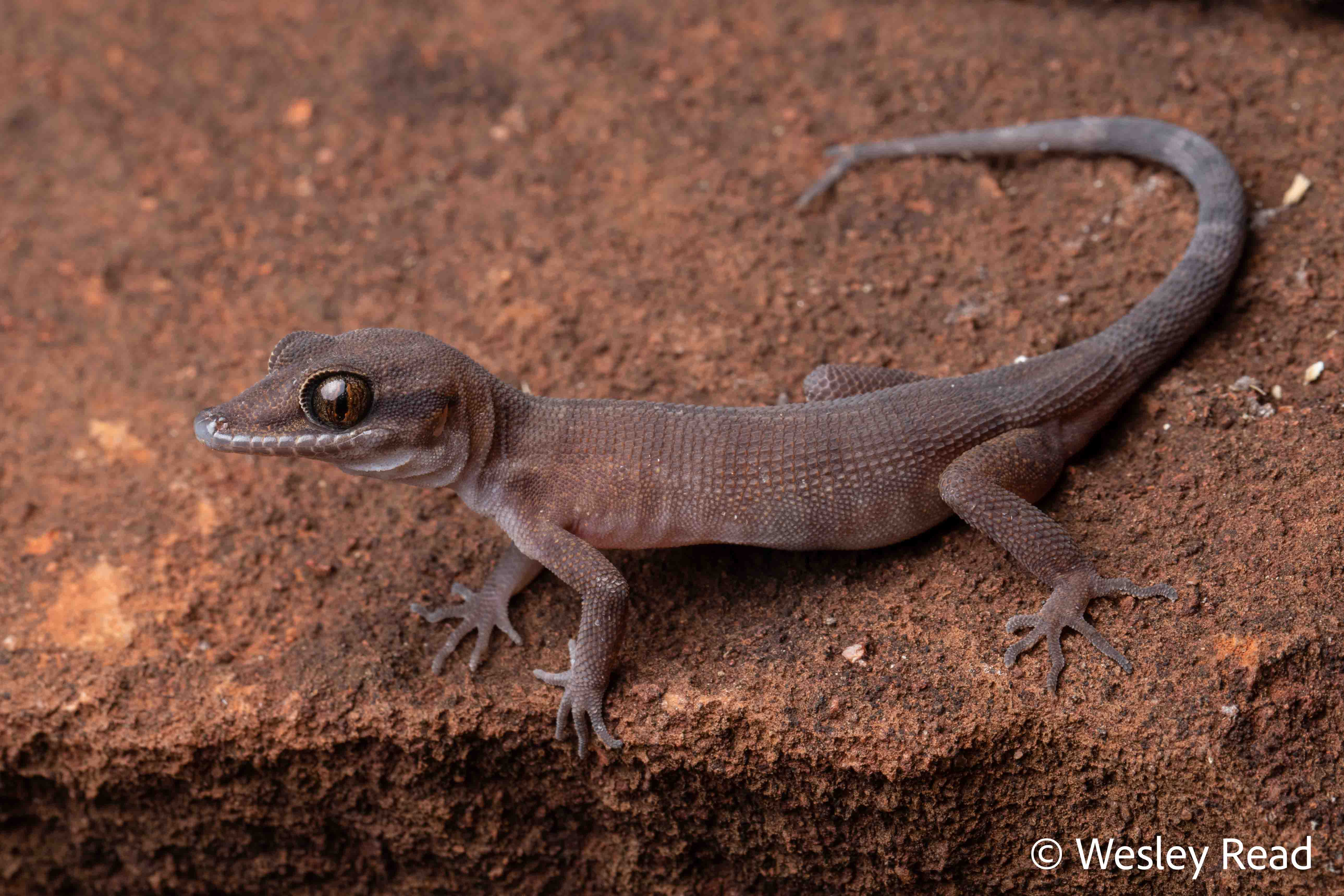 Heteronotia atra