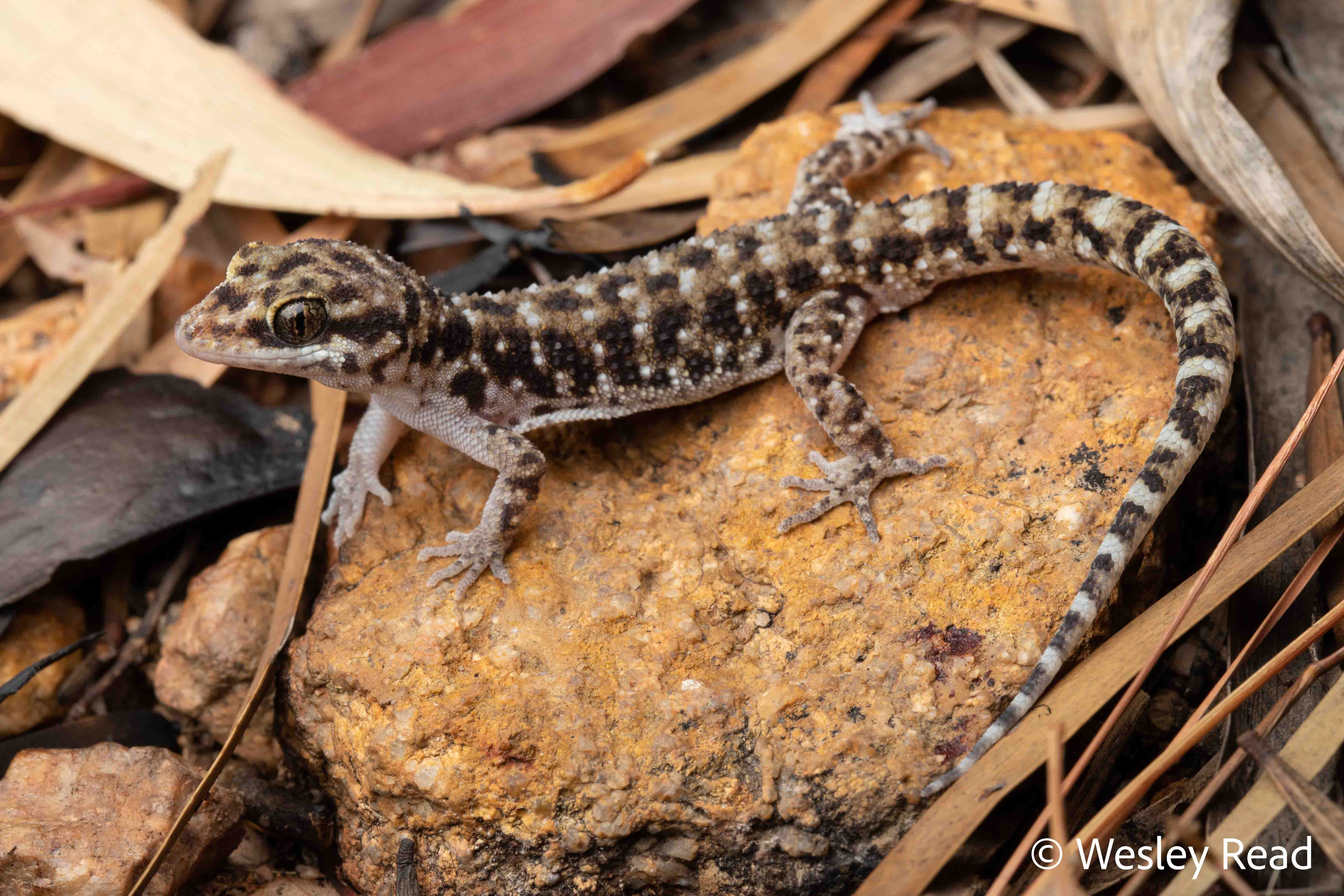 Heteronotia binoei