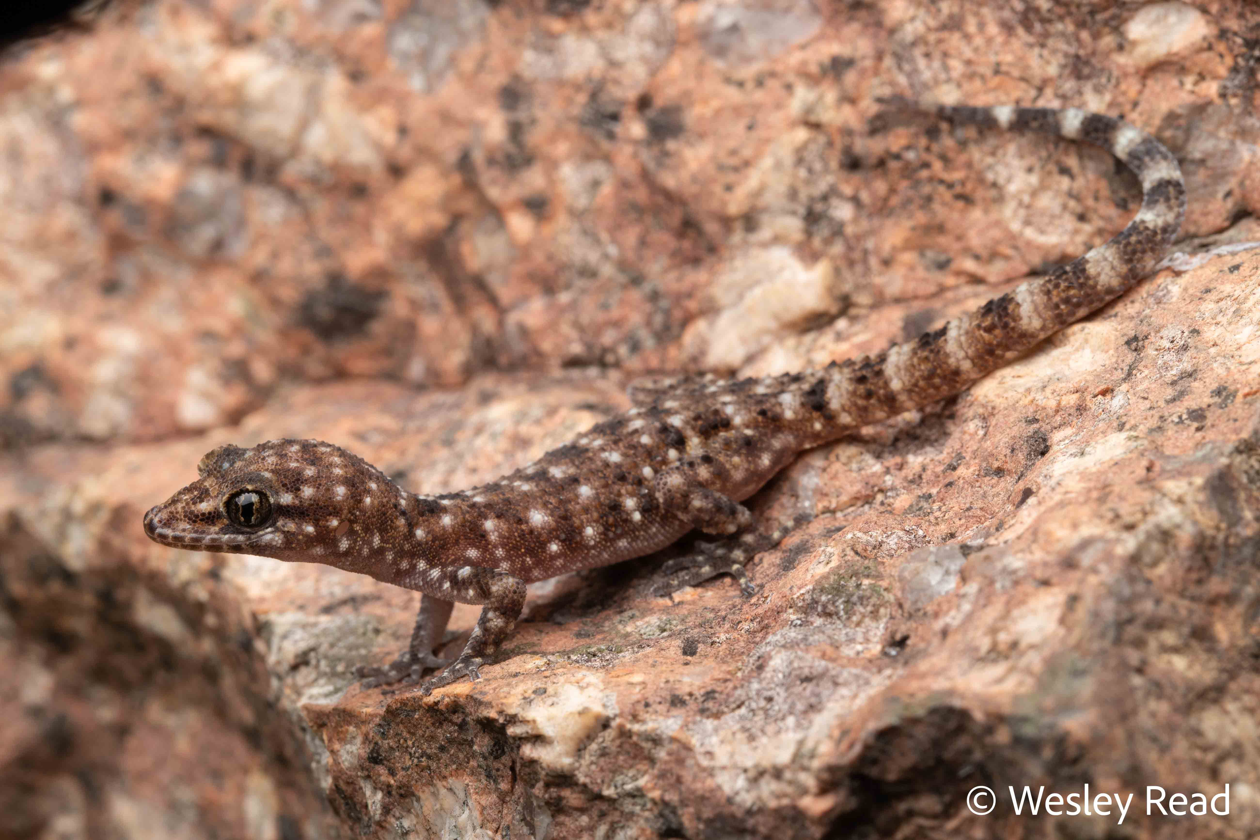 Heteronotia binoei