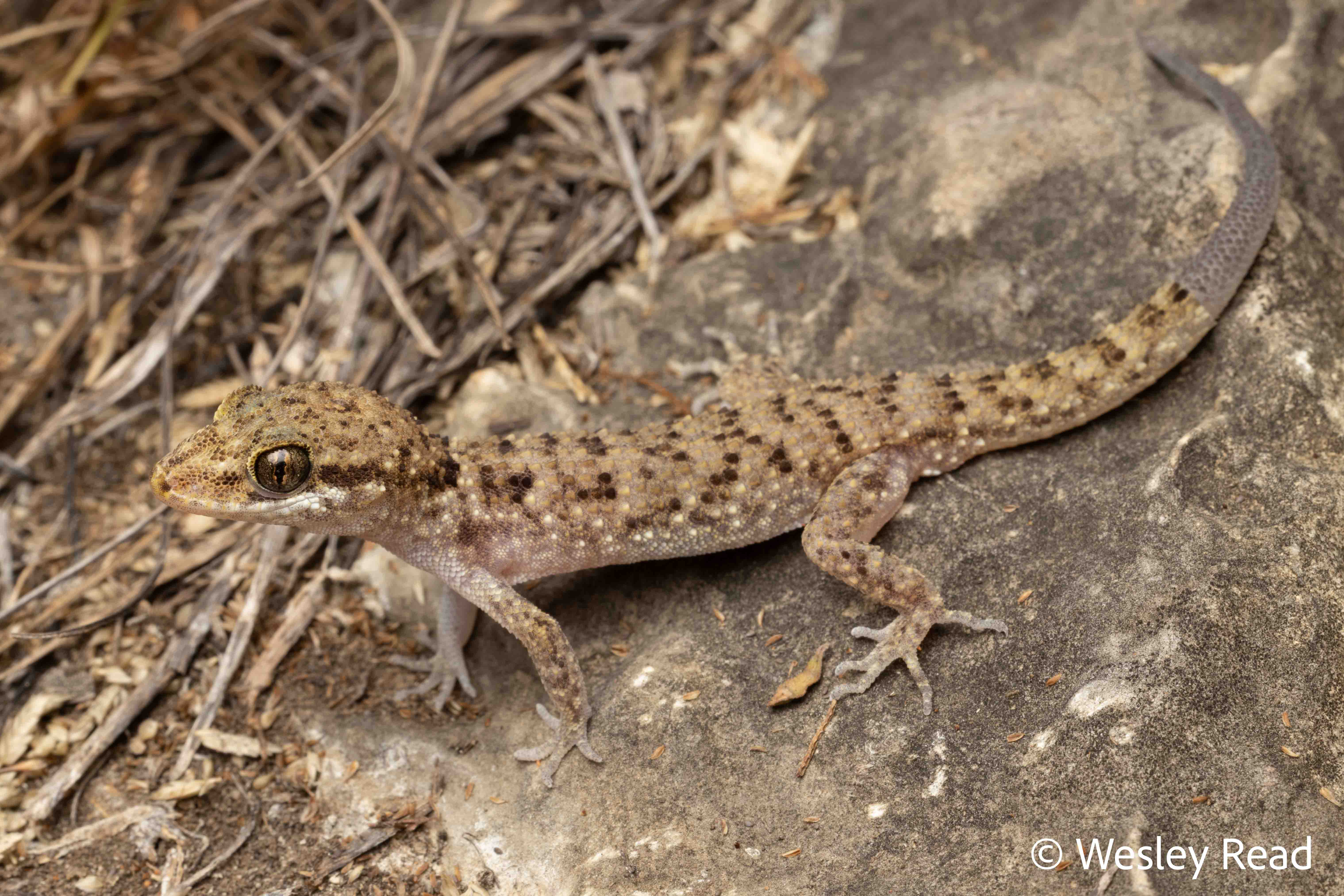 Heteronotia binoei
