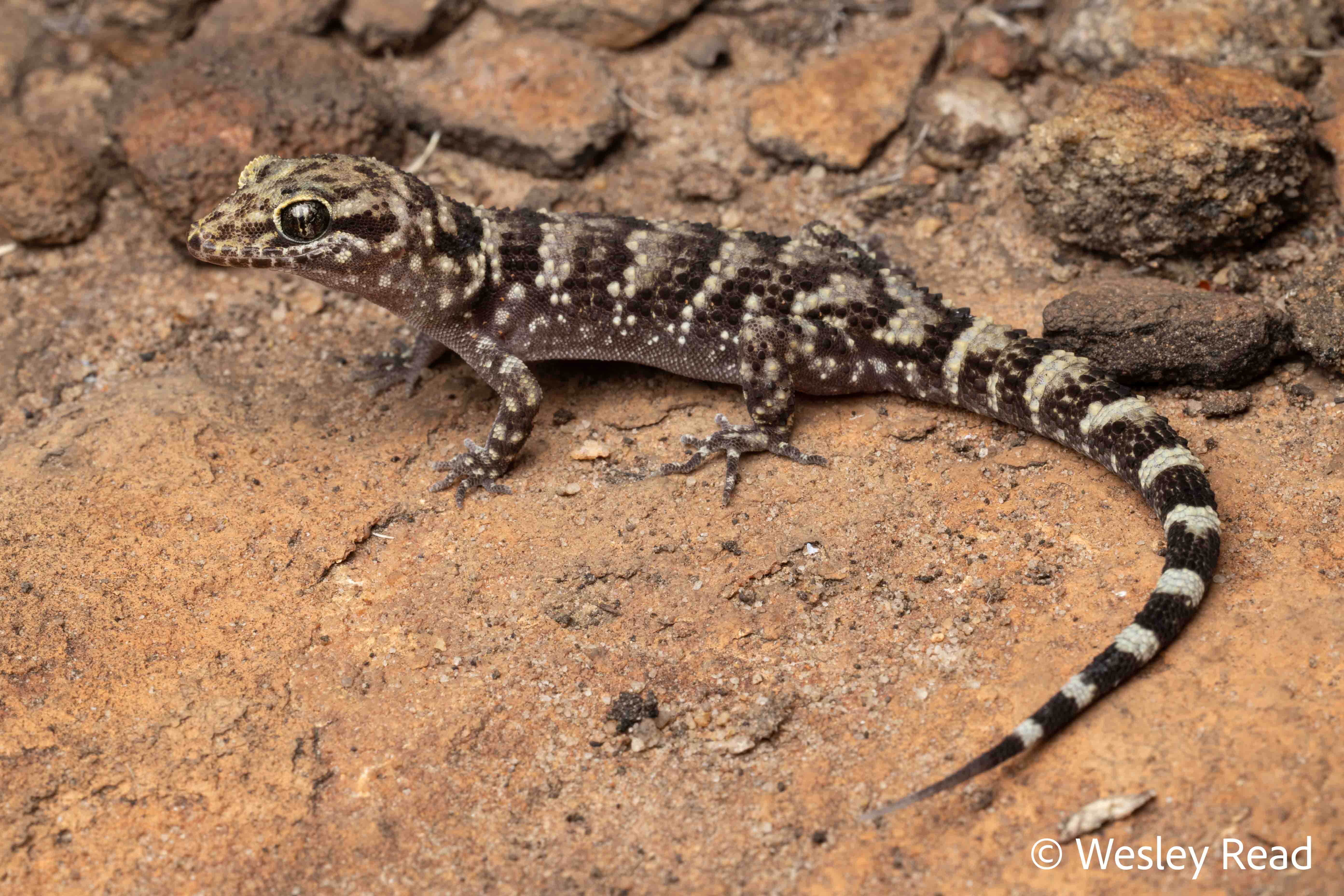 Heteronotia binoei