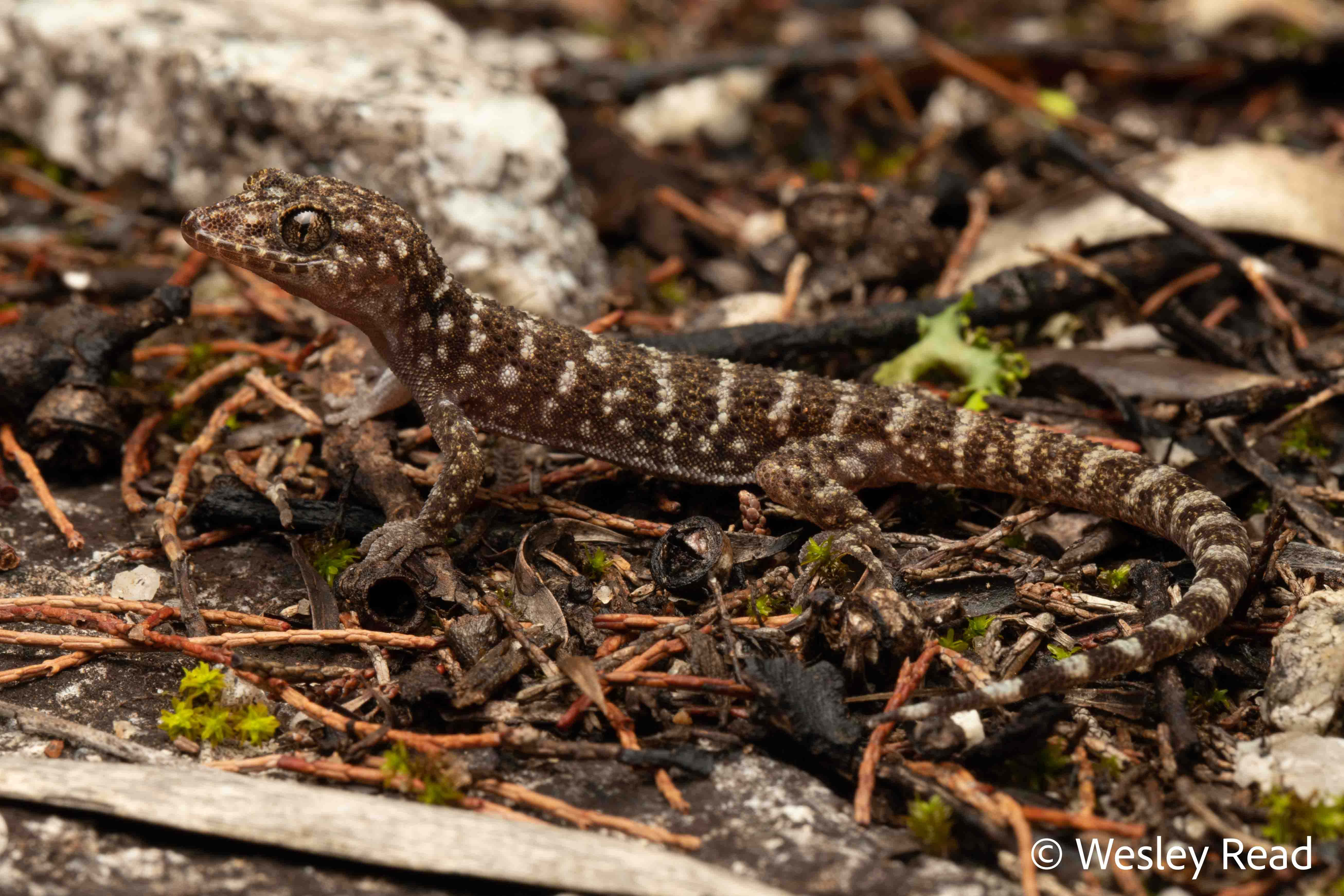 Heteronotia binoei