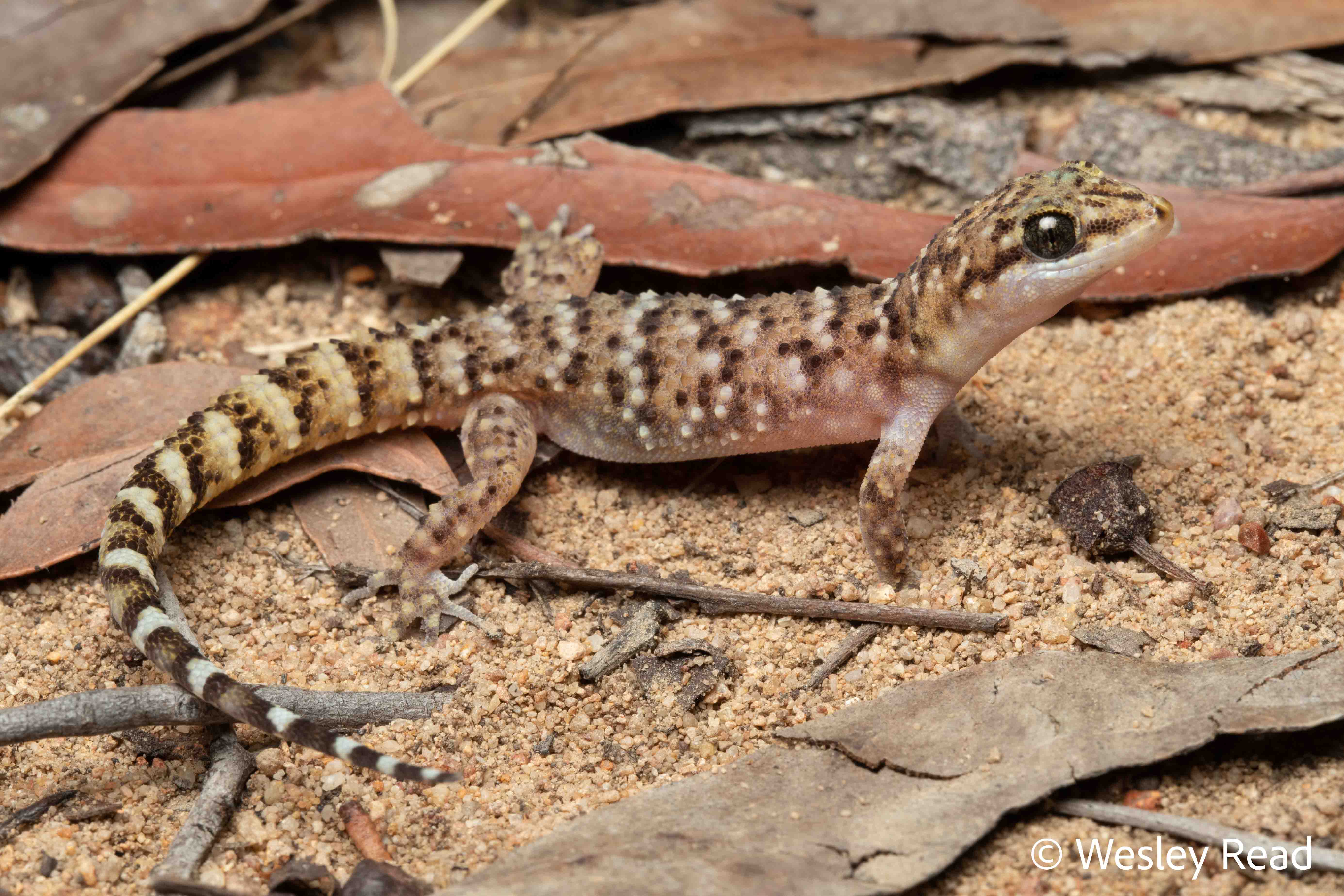 Heteronotia binoei