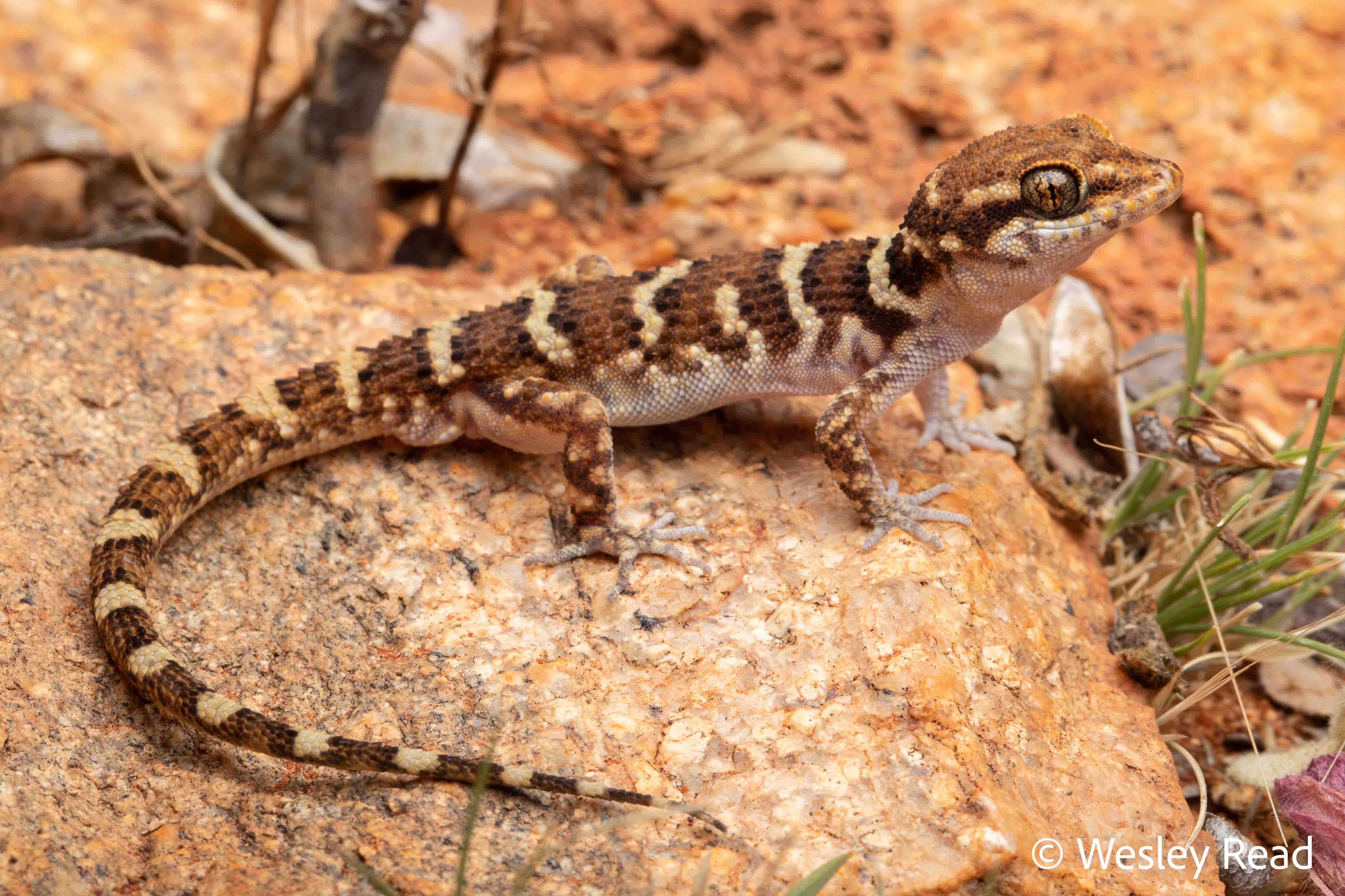 Heteronotia binoei