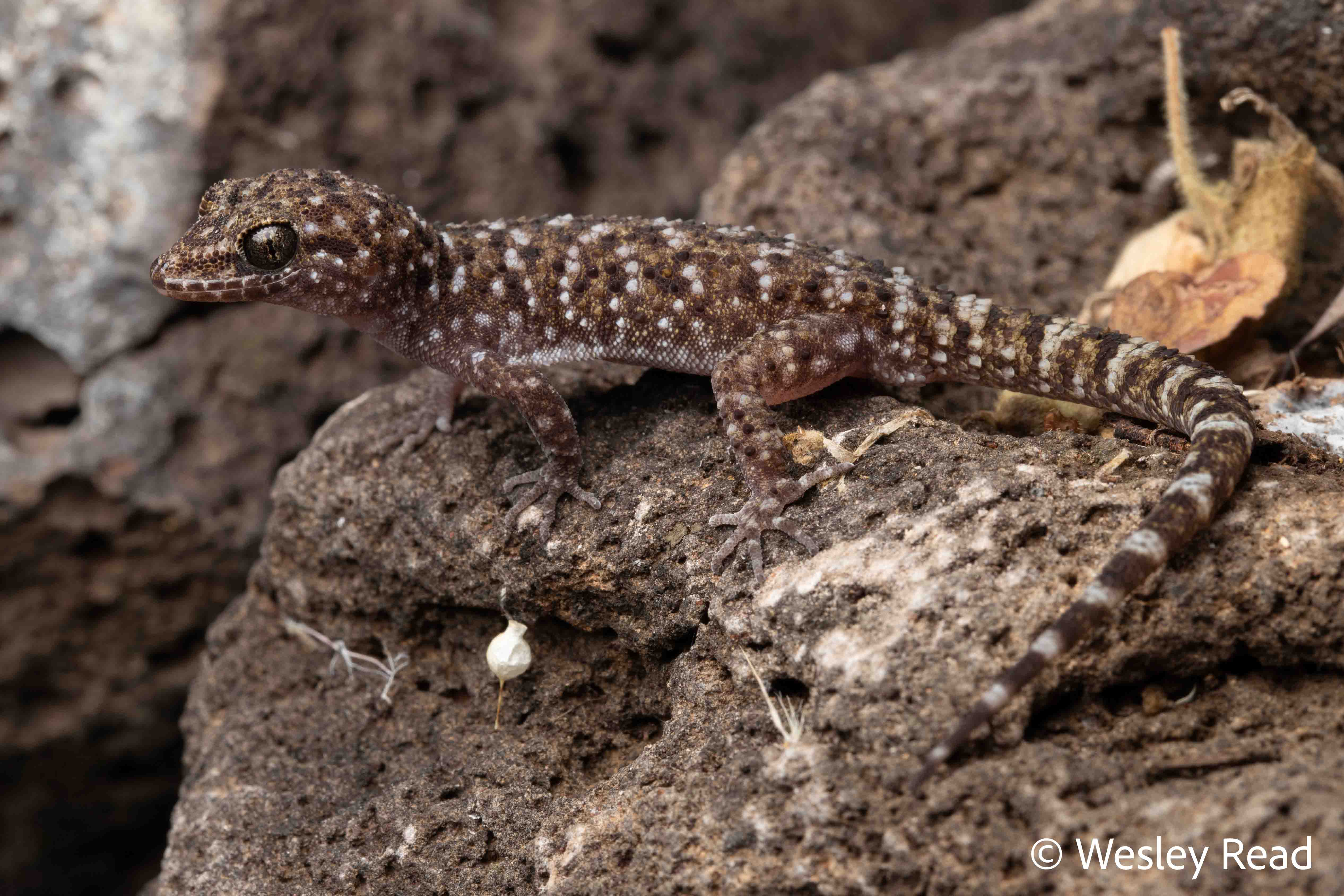 Heteronotia binoei