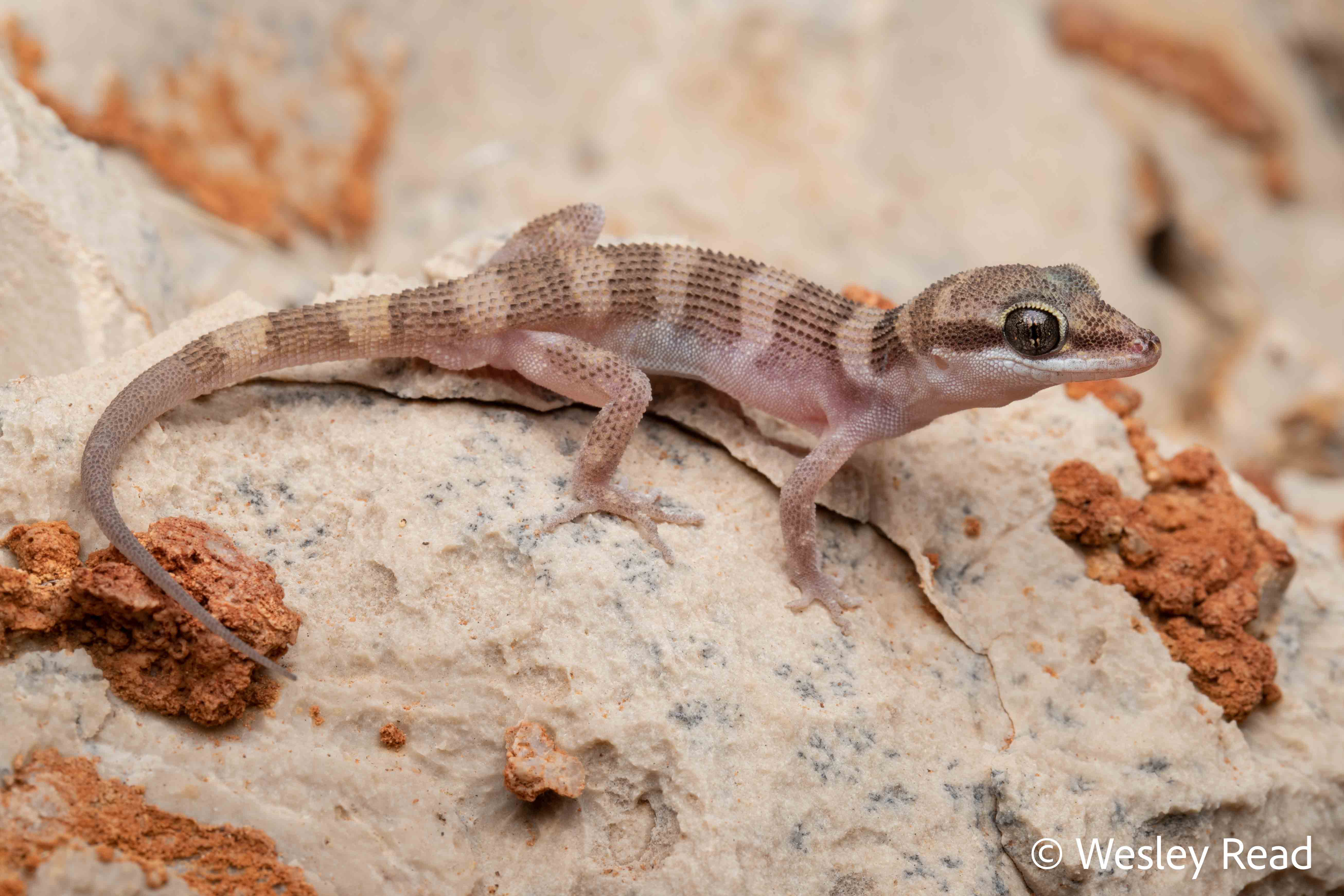 Heteronotia planiceps