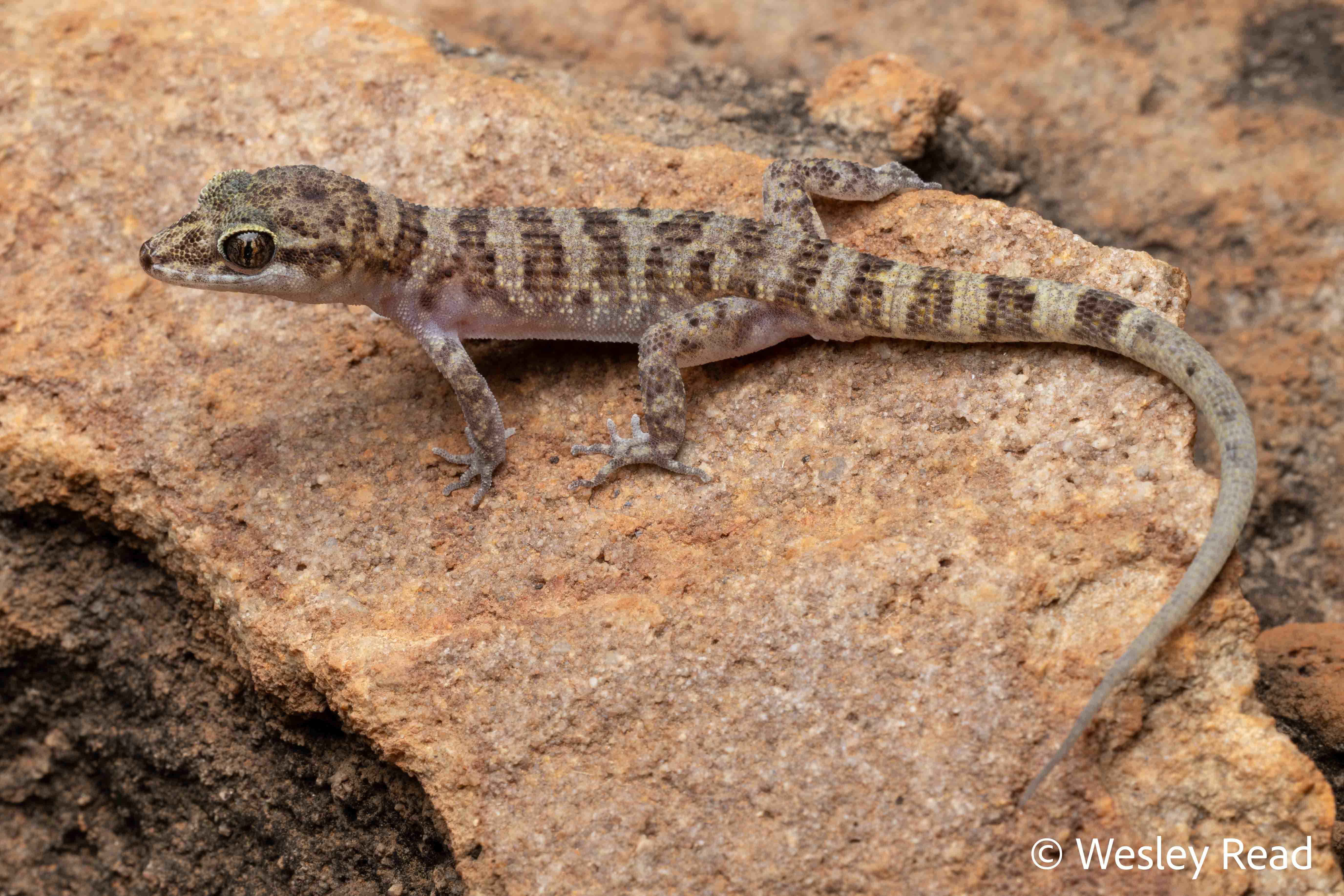 Heteronotia planiceps