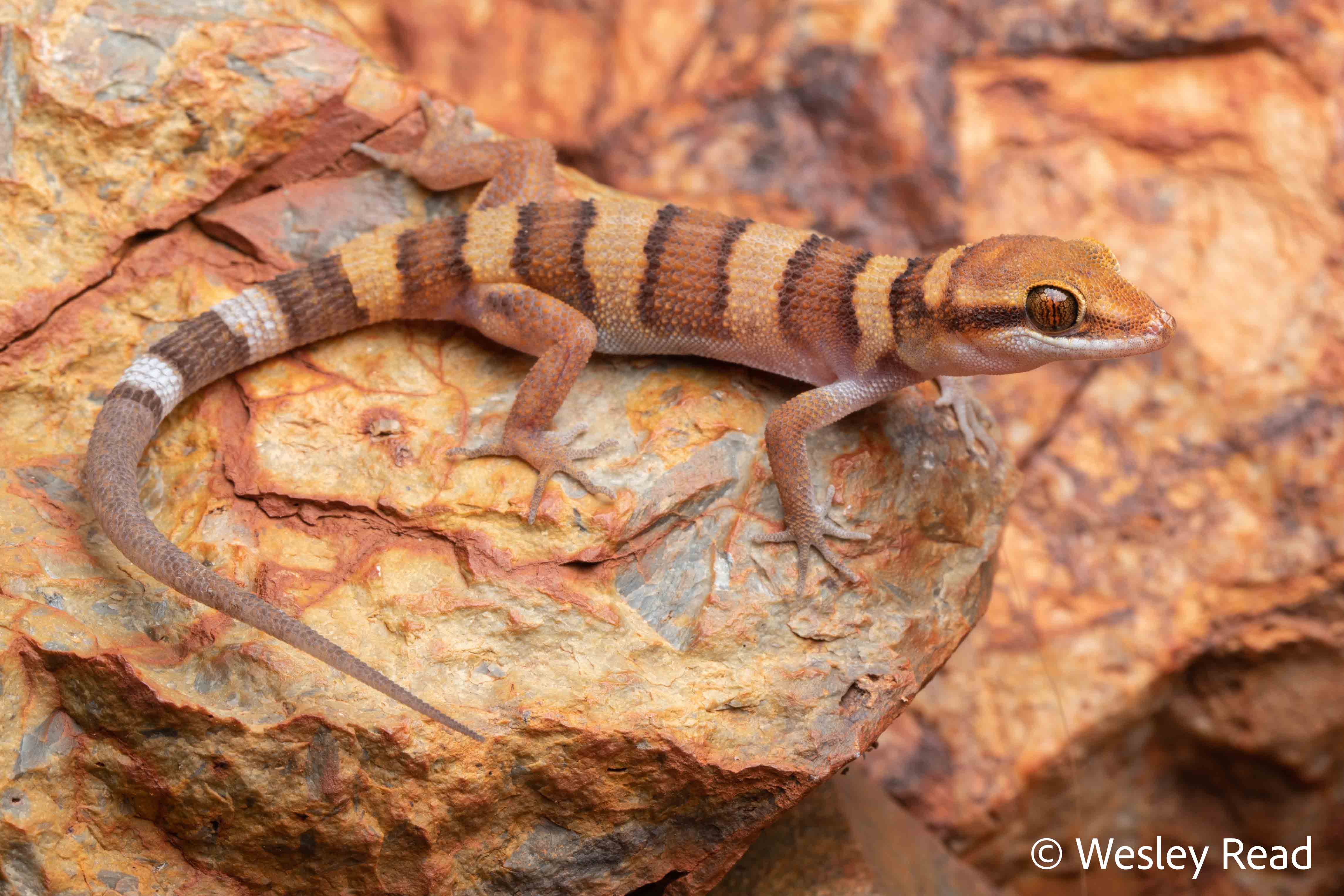 Heteronotia spelea