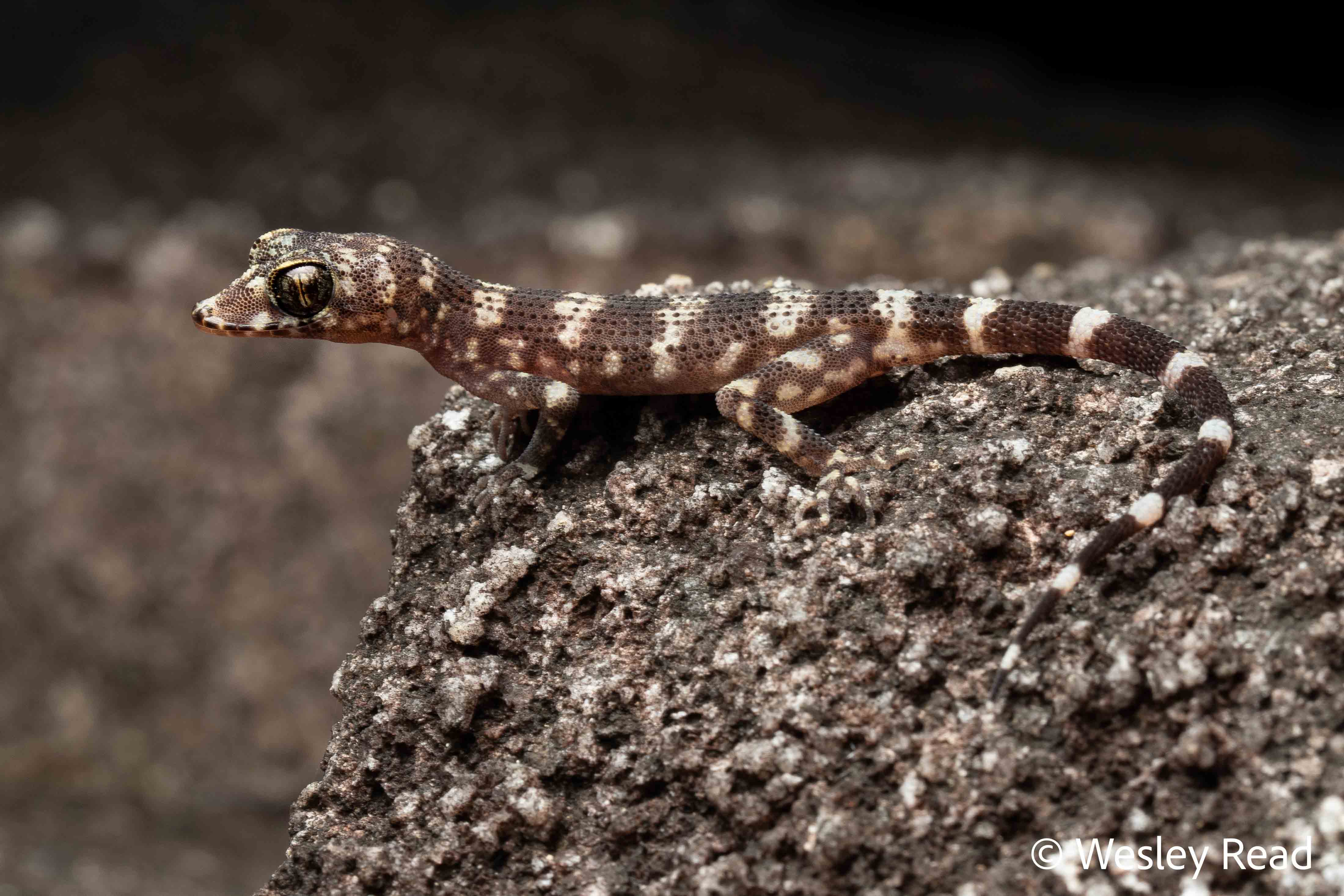Nactus galgajuga
