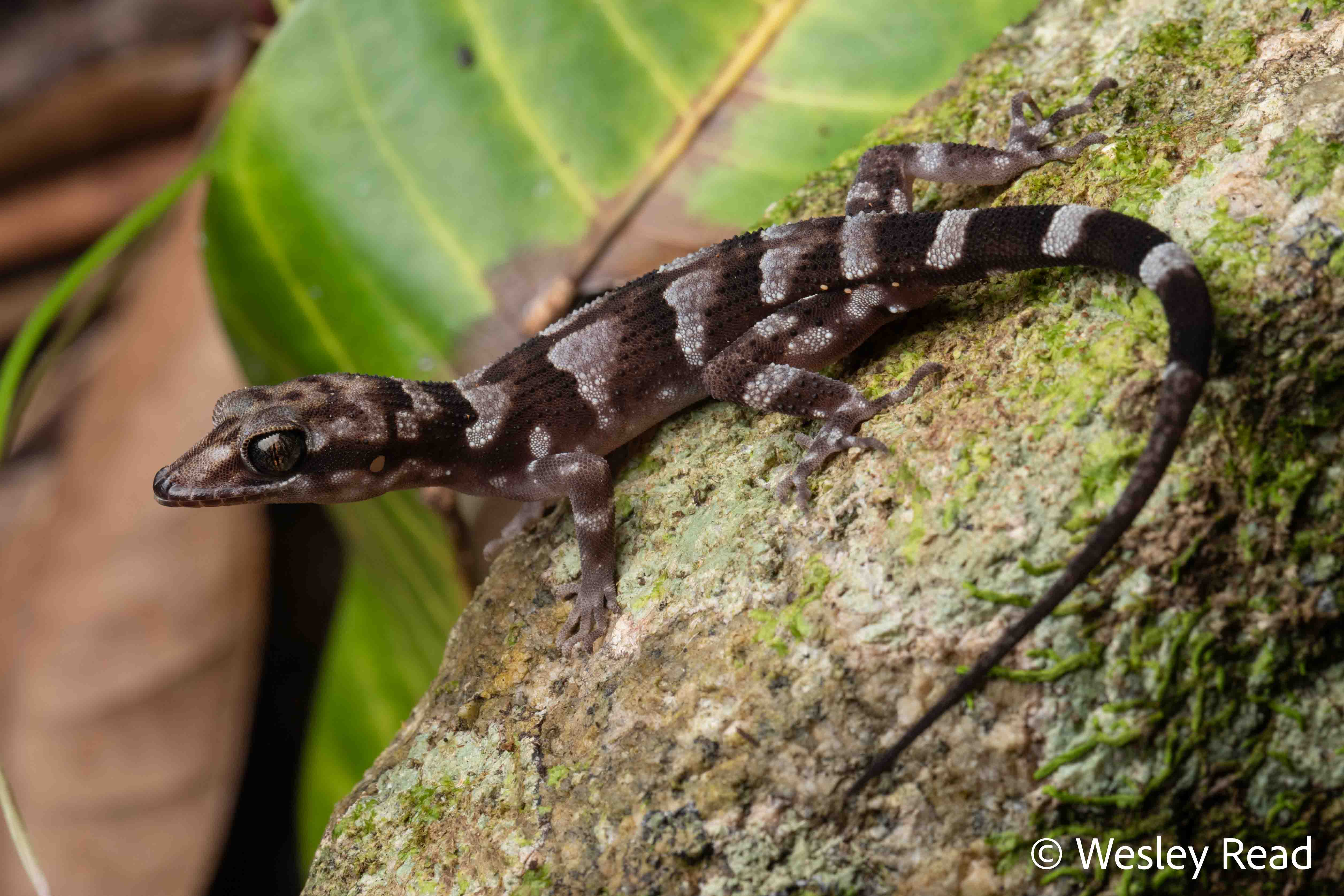 Nactus simakal