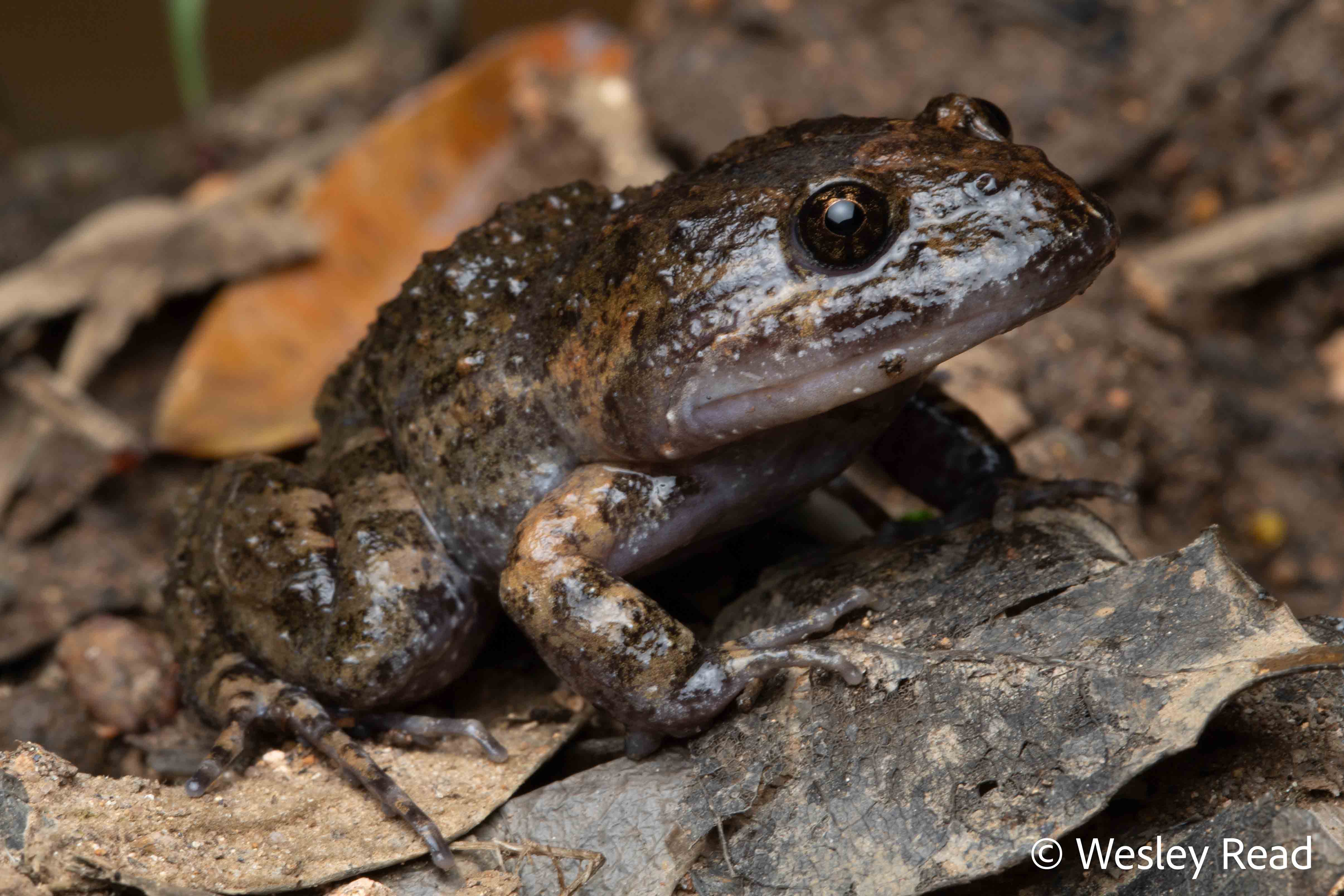 Adelotus brevis