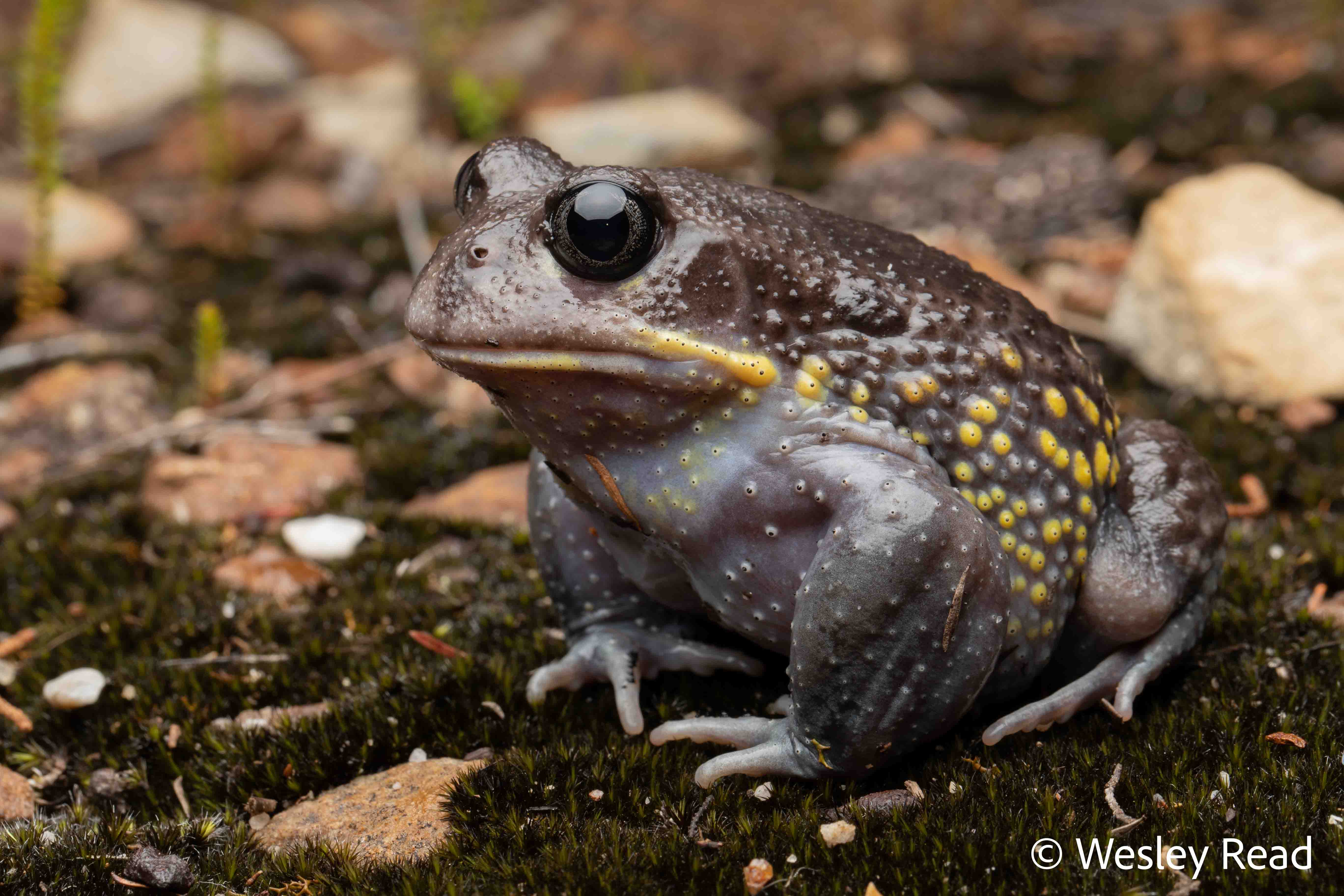 Heleioporus australiacus