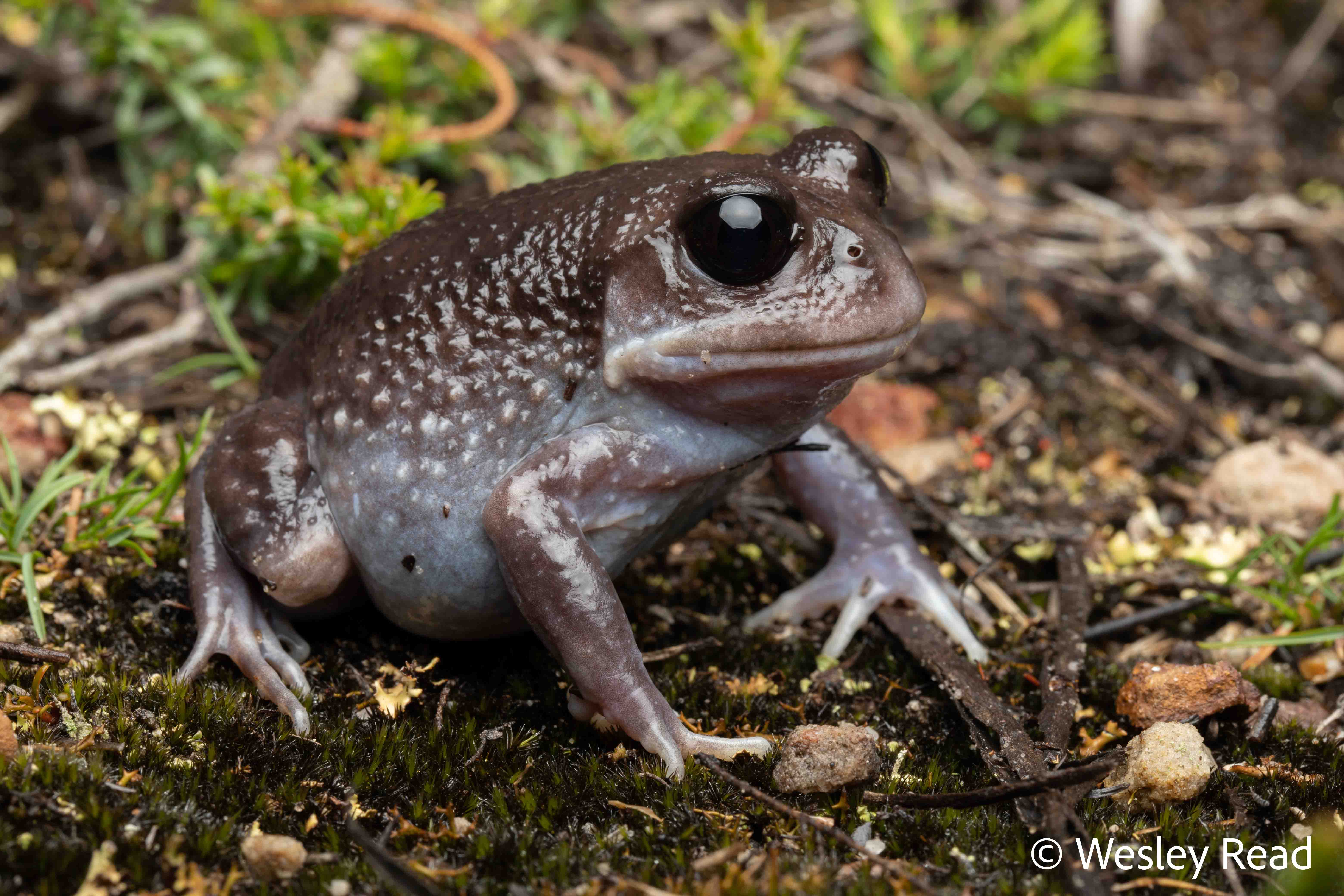 Heleioporus australiacus