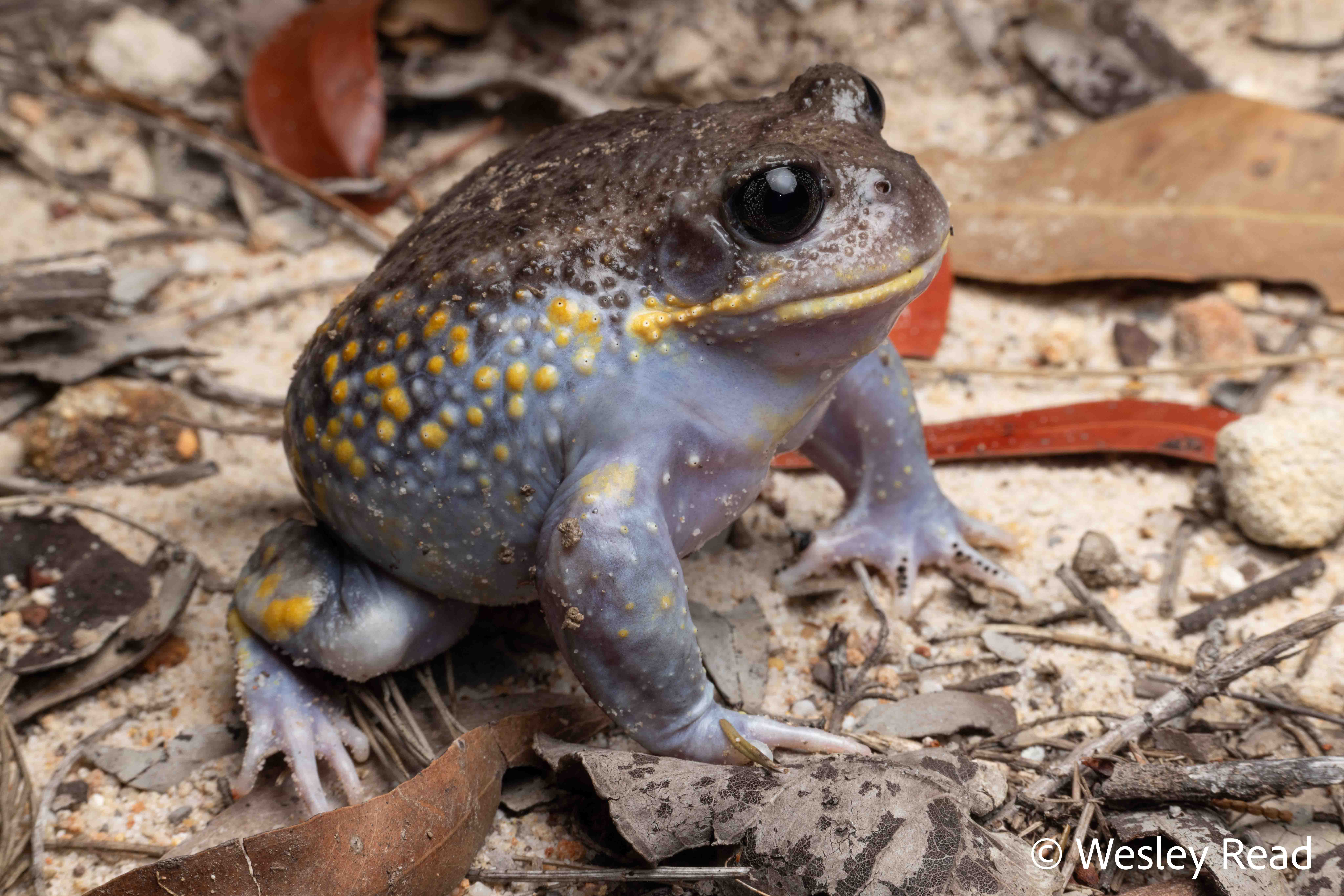 Heleioporus australiacus