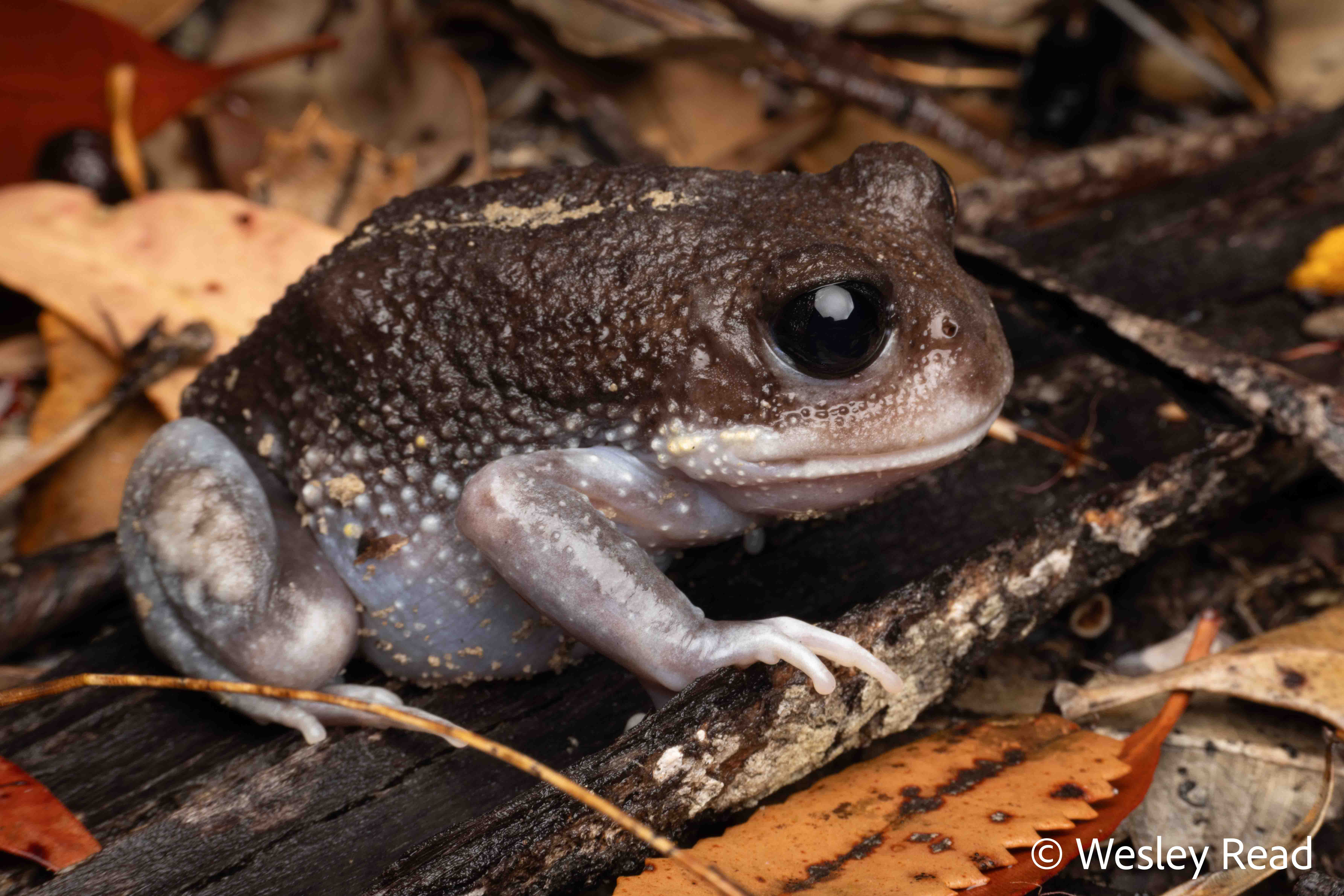 Heleioporus australiacus