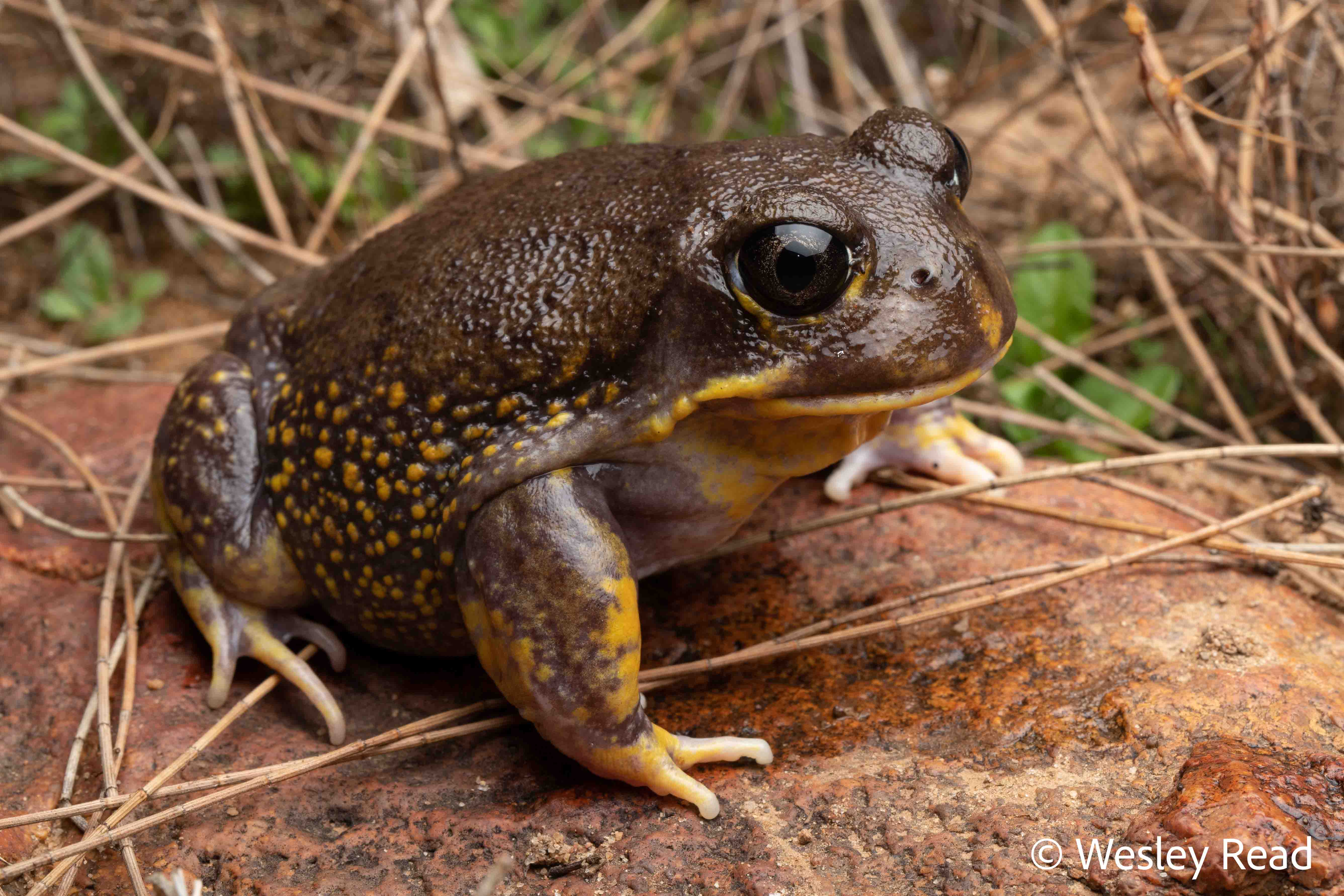 Heleioporus barycragus