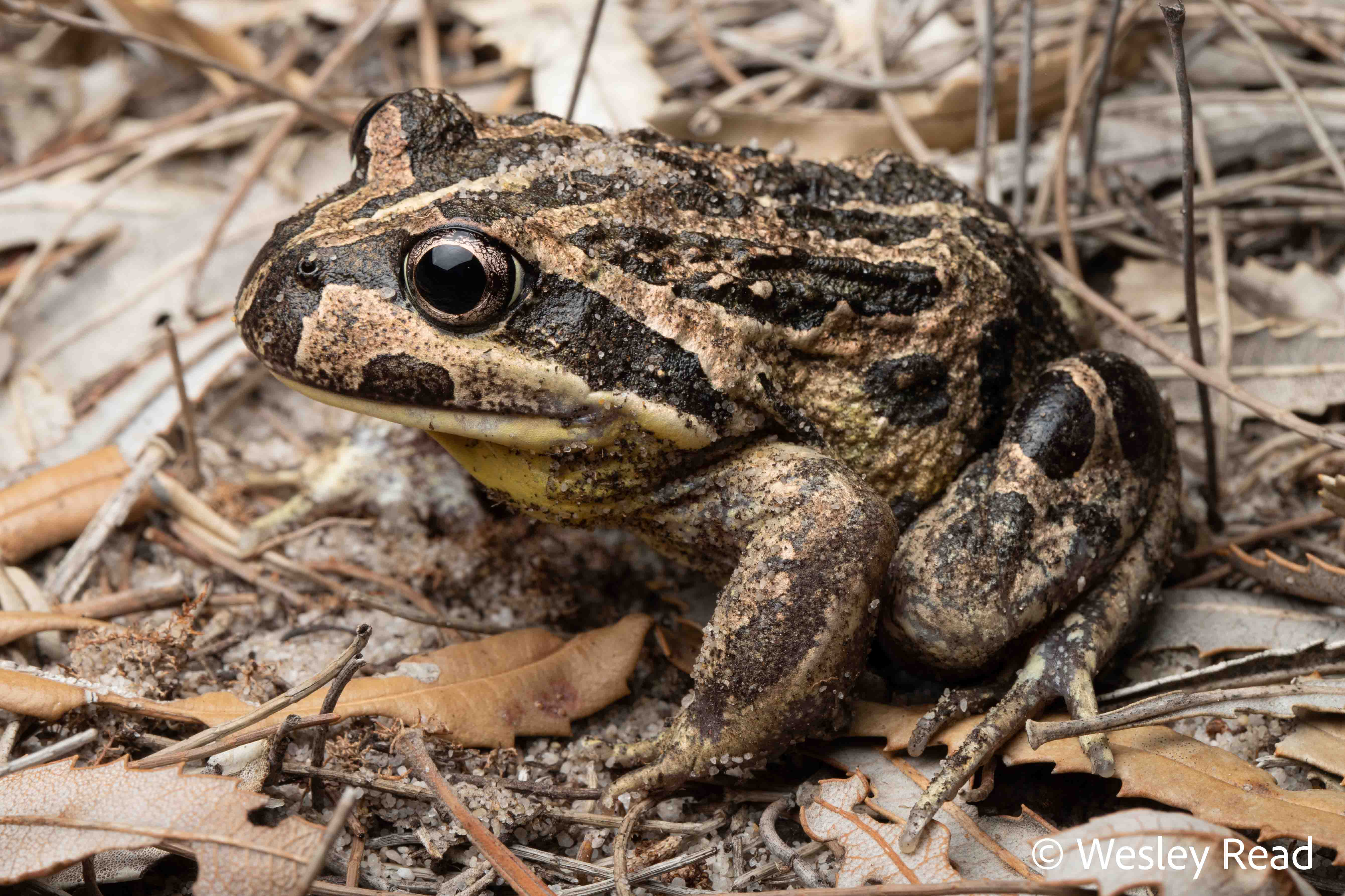 Limnodynastes dorsalis