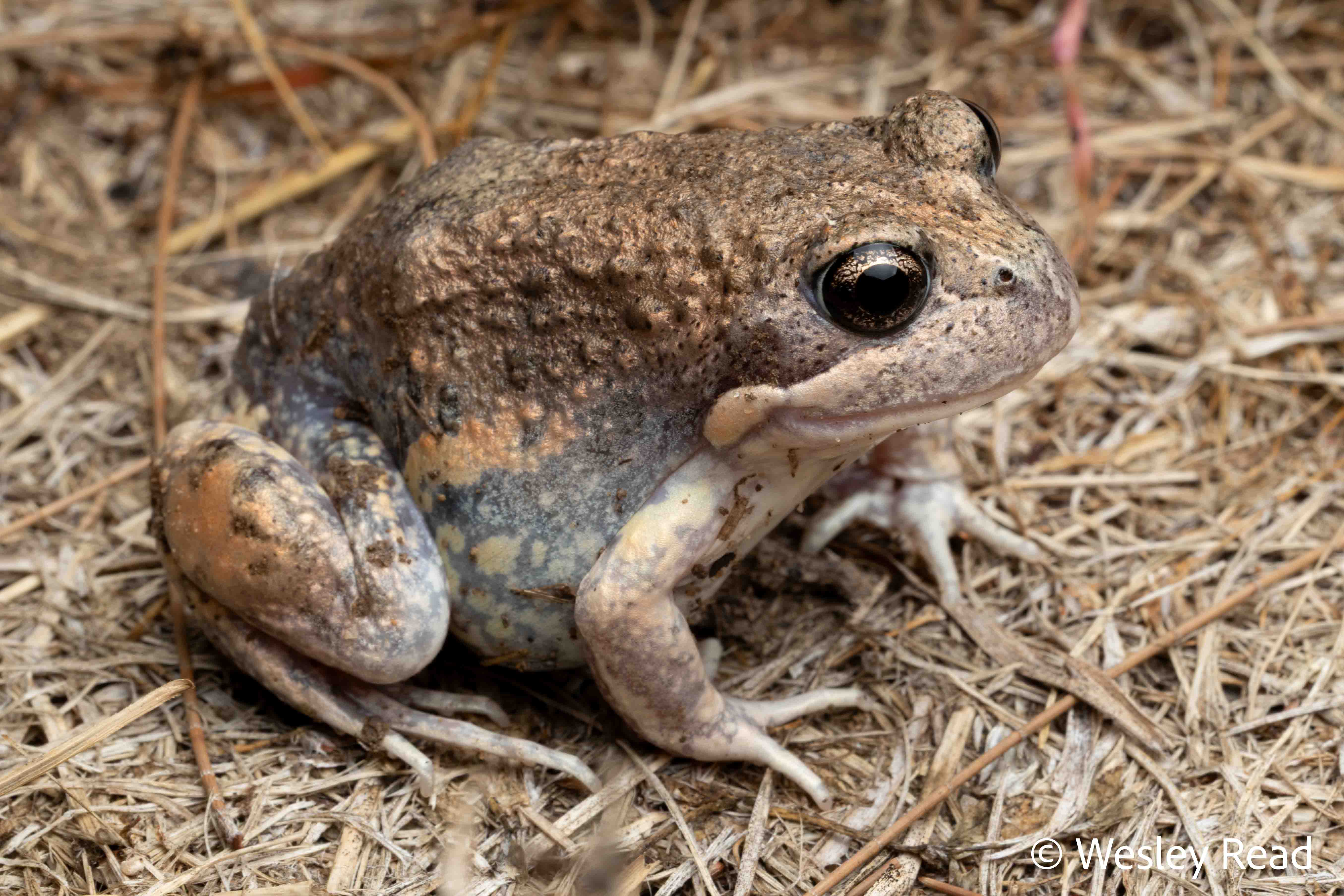 Limnodynastes dumerilii