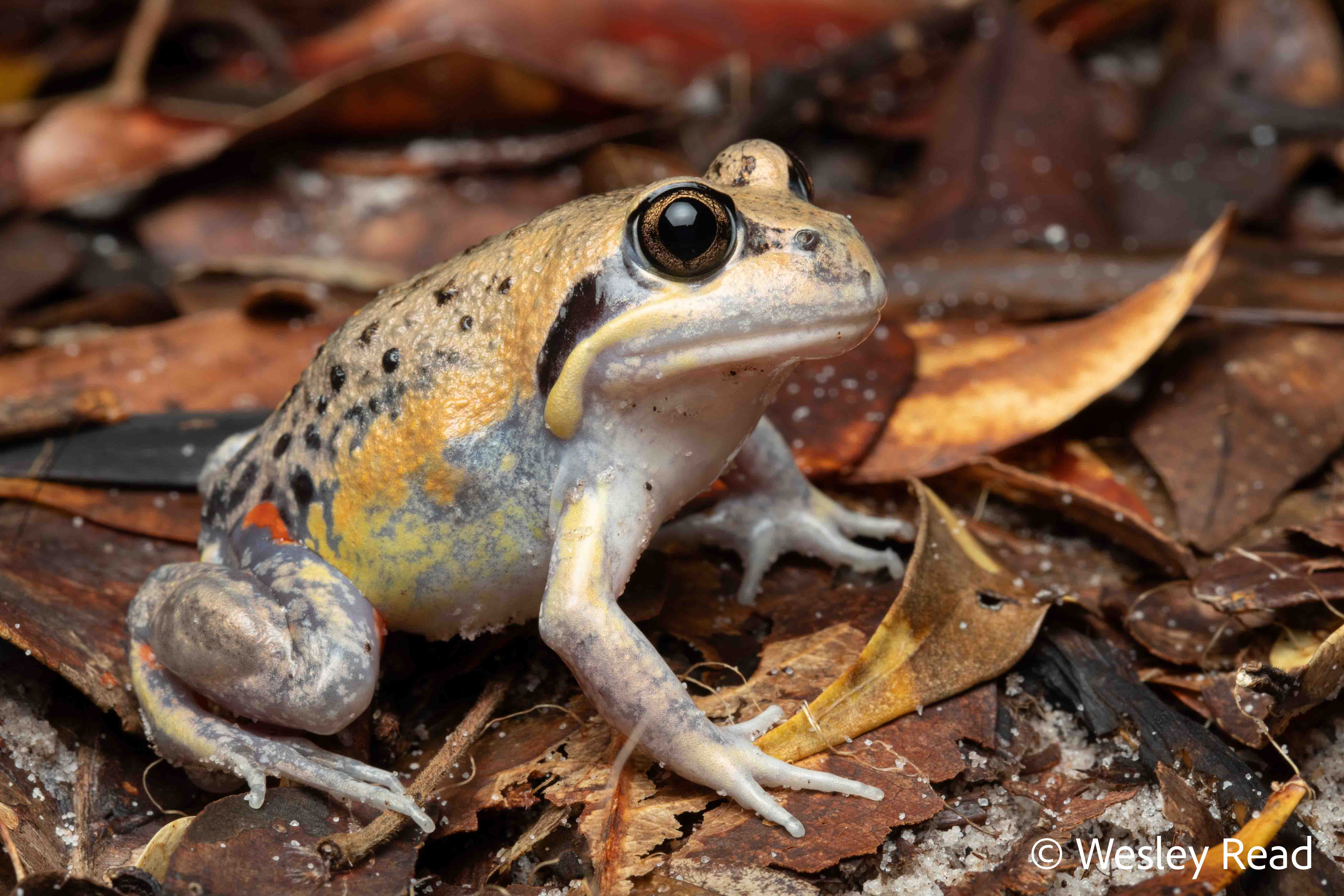 Limnodynastes grayi