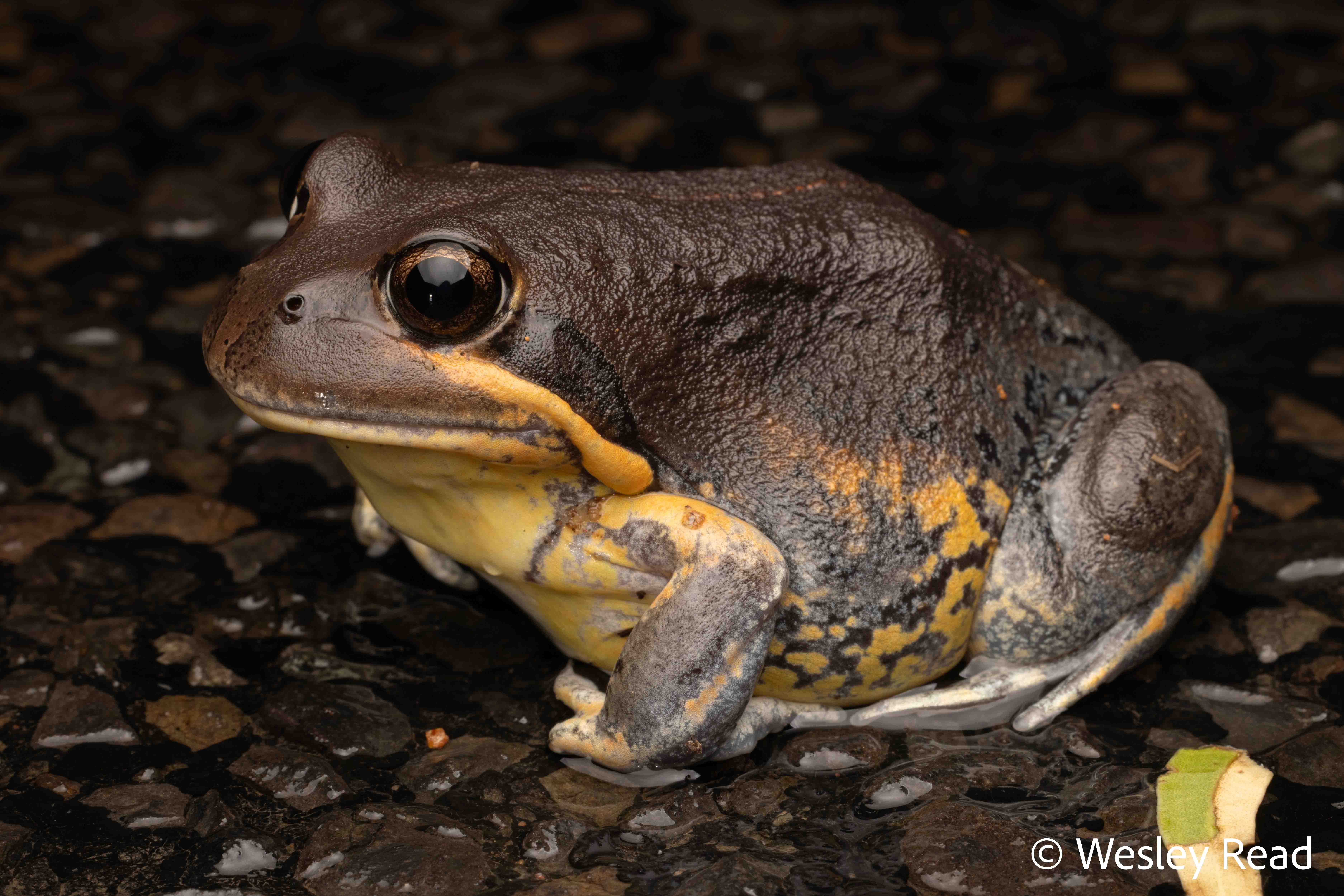 Limnodynastes grayi