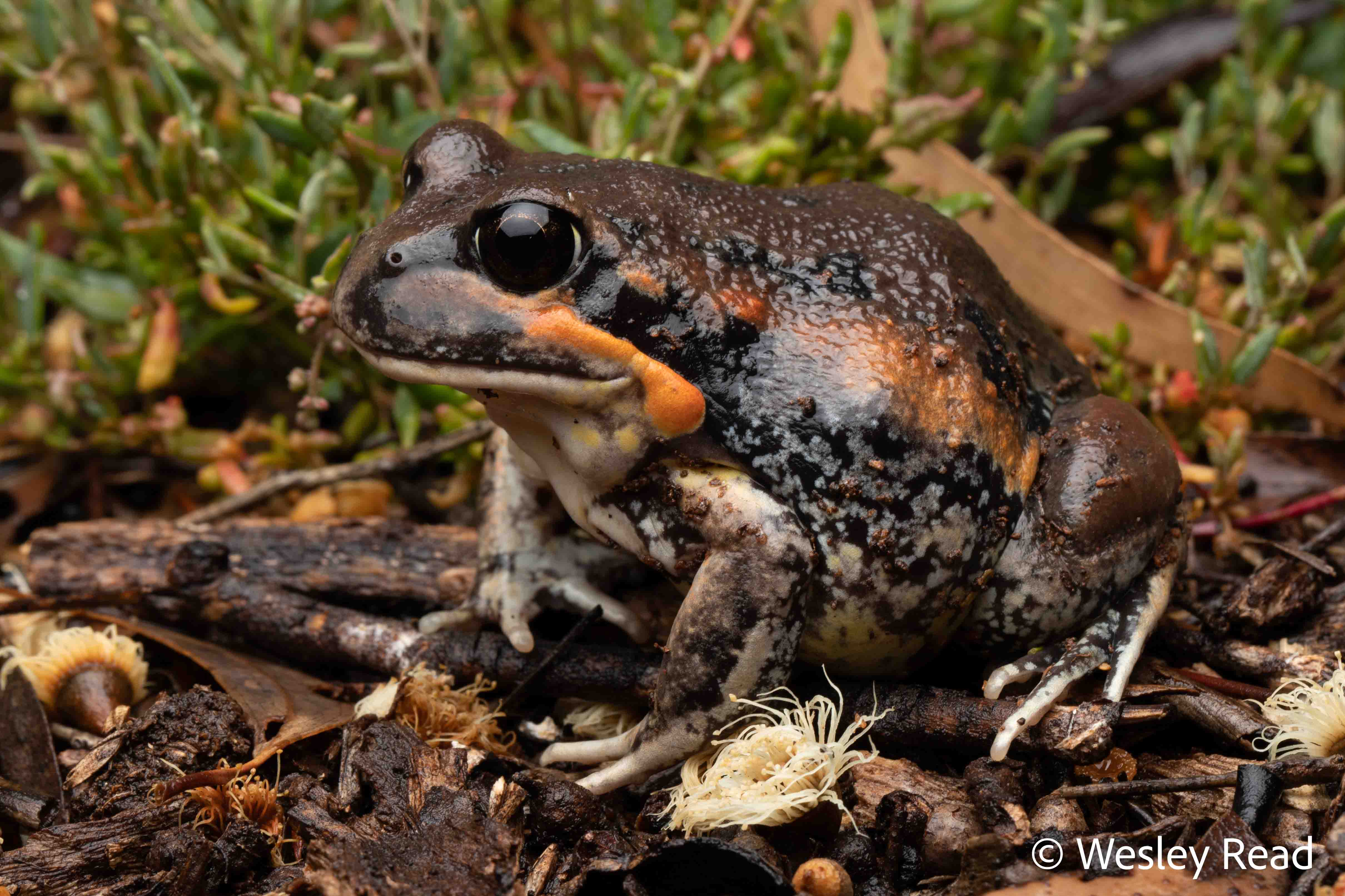 Limnodynastes interioris