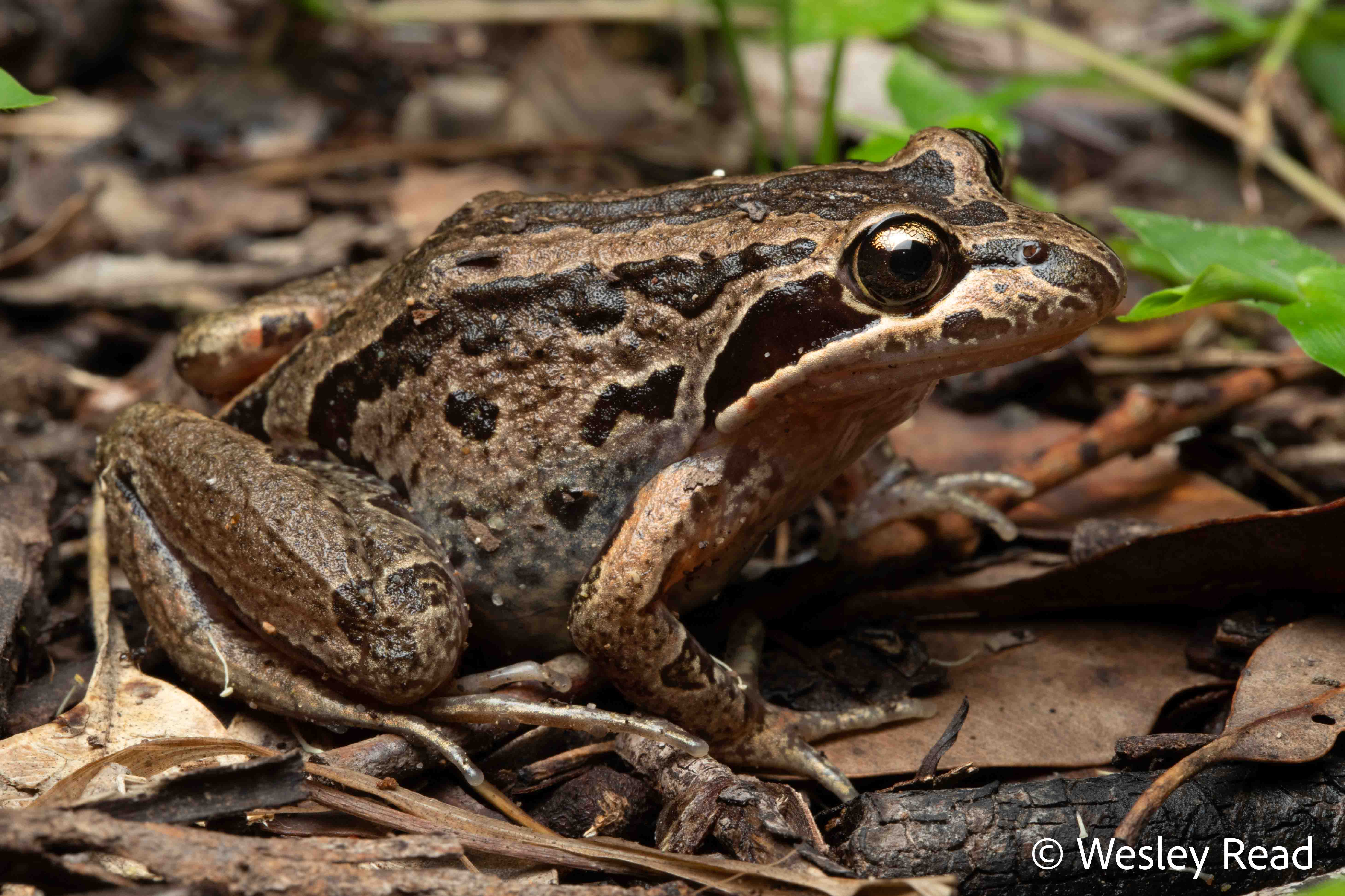Limnodynastes peronii