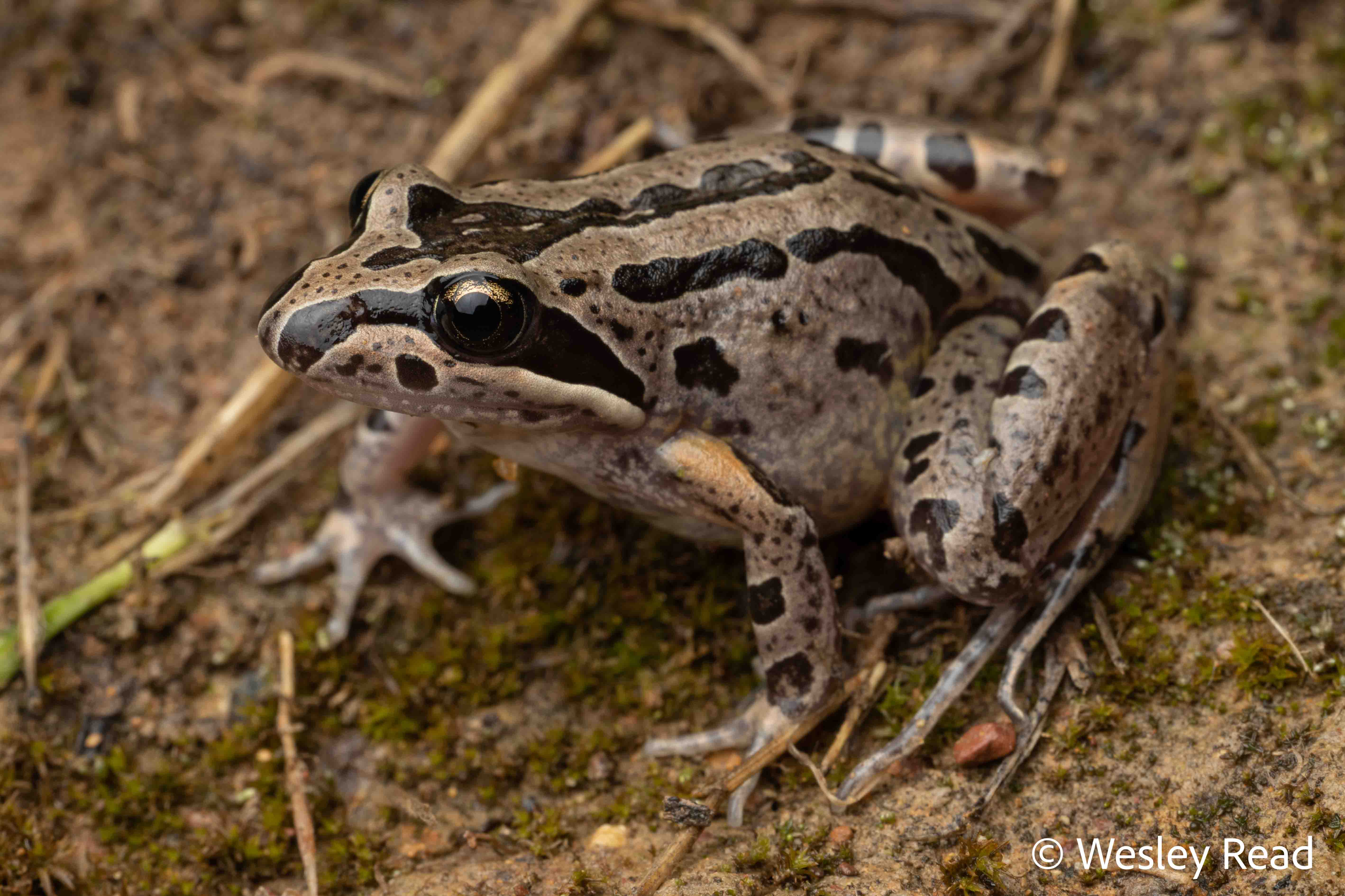 Limnodynastes peronii