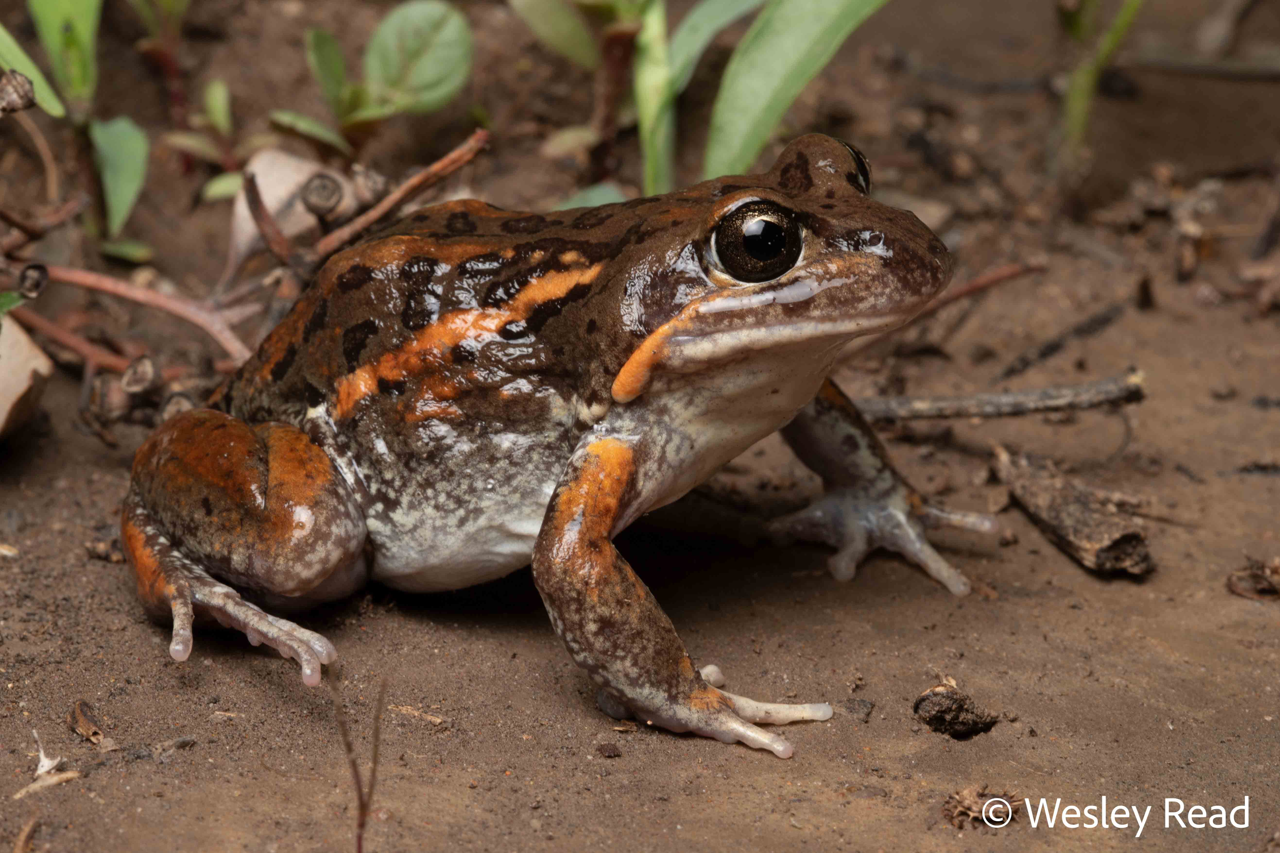 Limnodynastes salmini