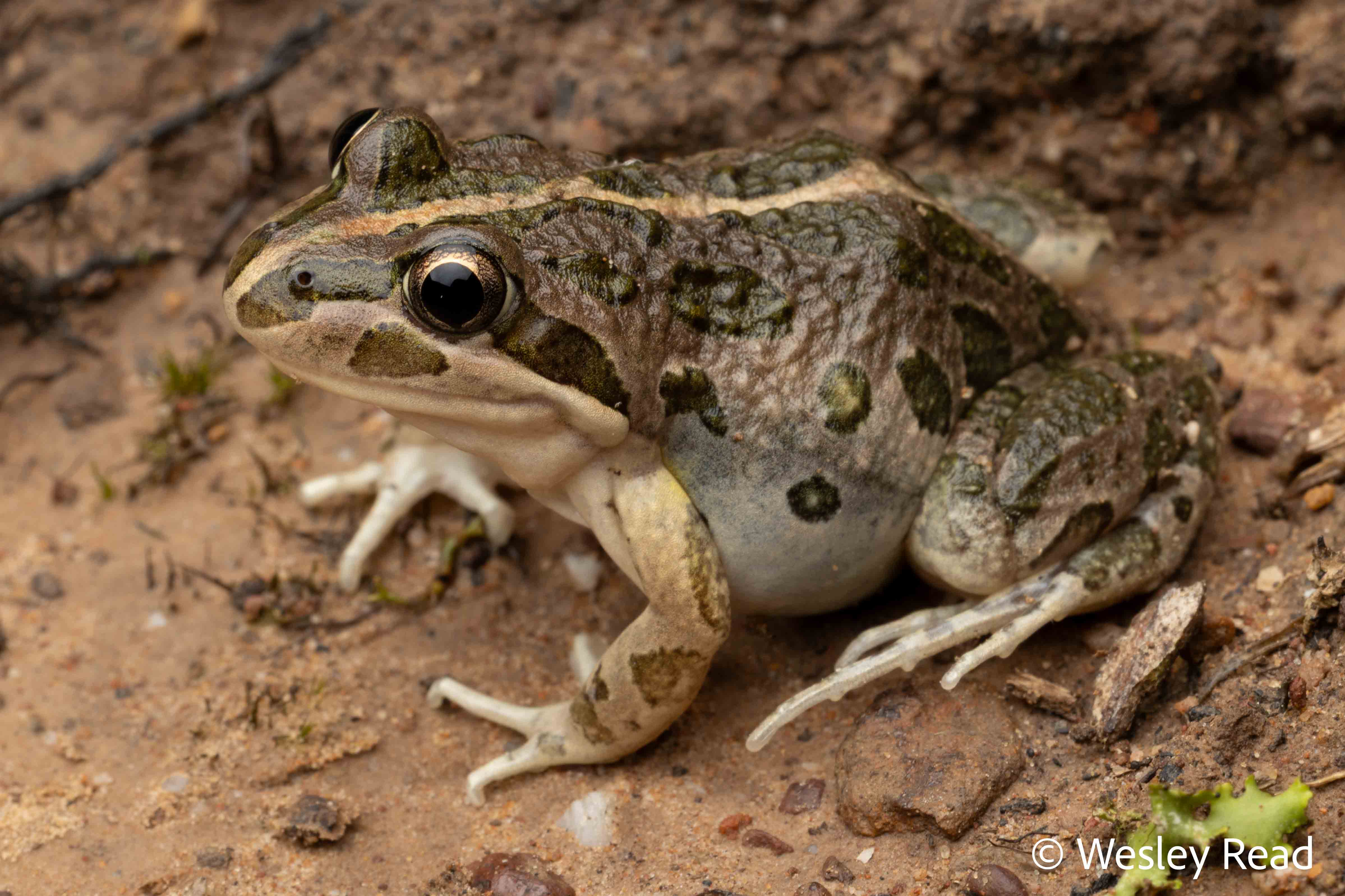 Limnodynastes tasmaniensis