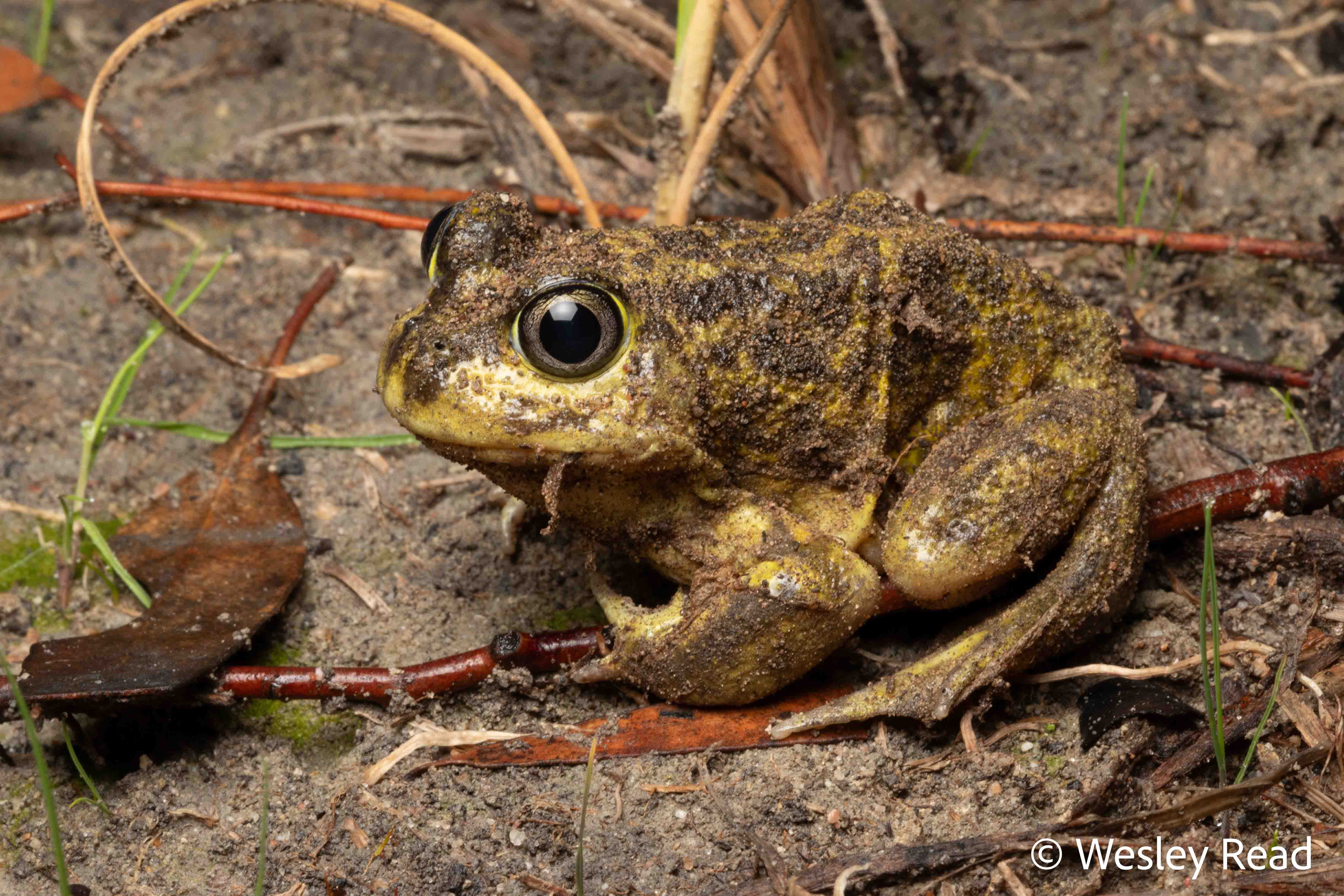 Neobatrachus pictus